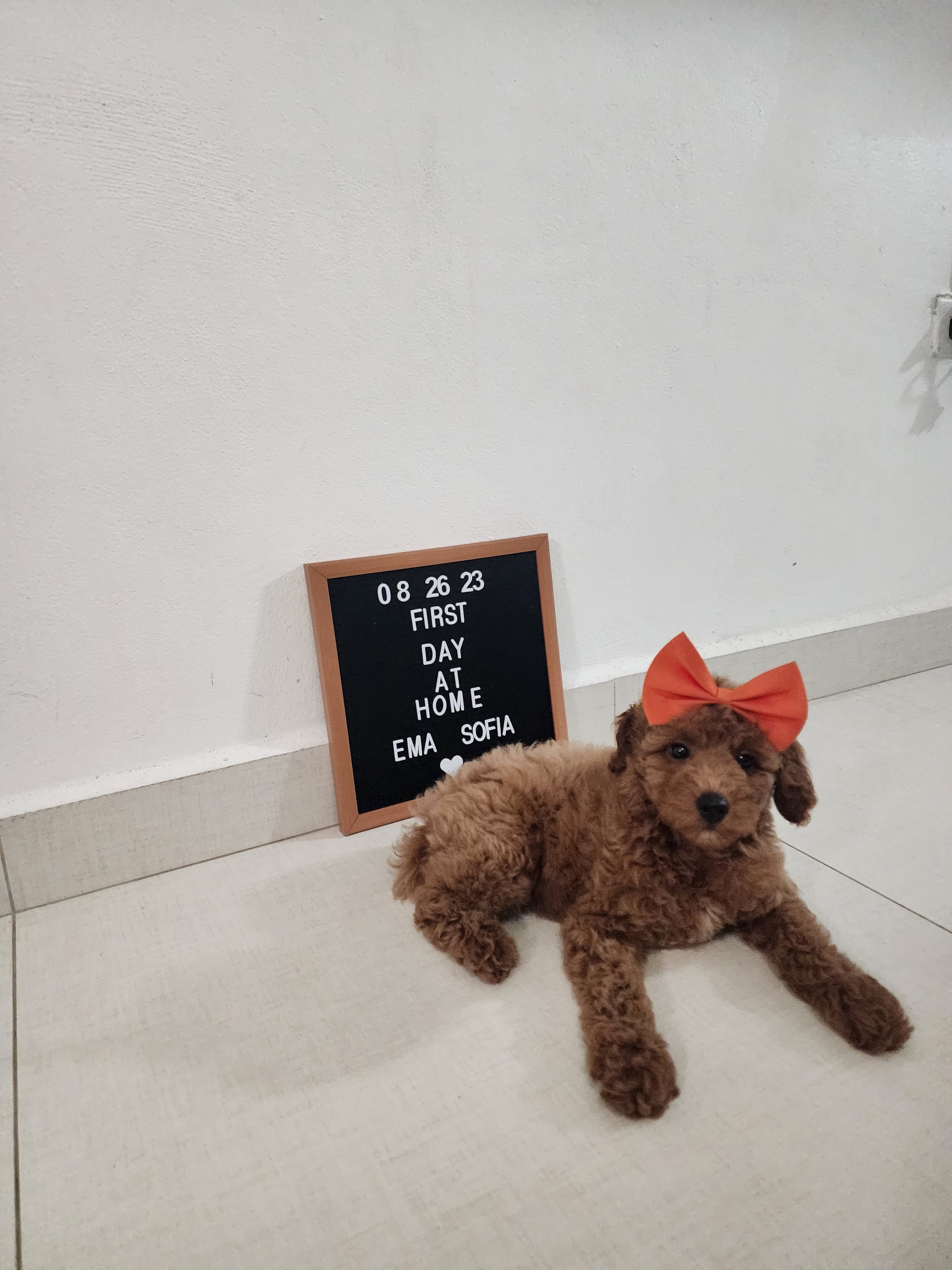 Little Golden Retriever Poodle Mix Puppy