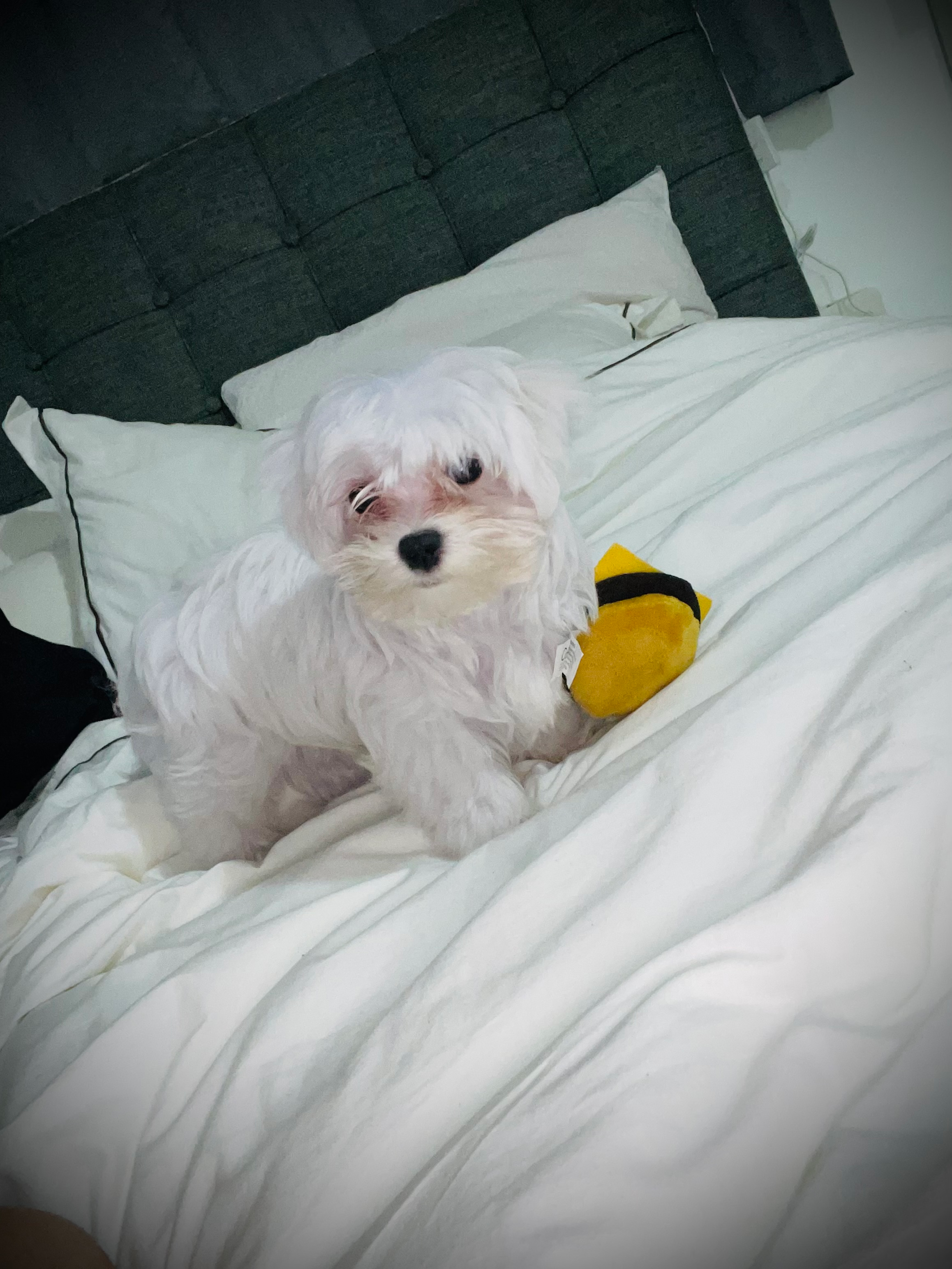 Cute Maltese Purebred Pup