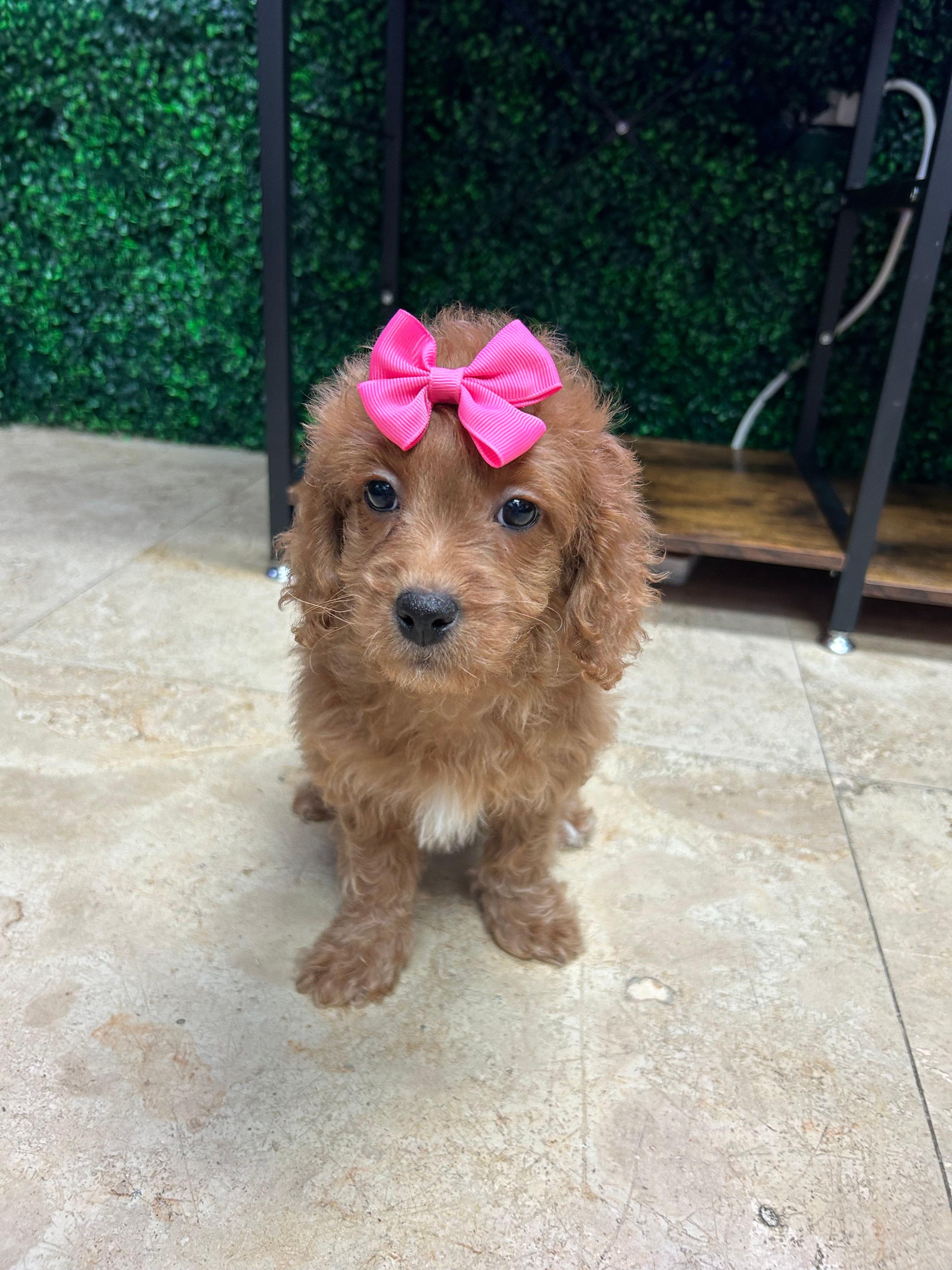 Cavapoo Puppy for Adoption