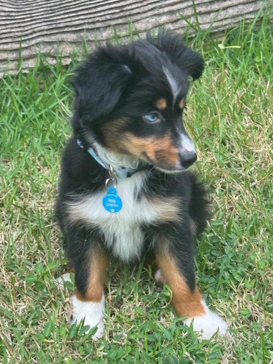 Mini Aussie
