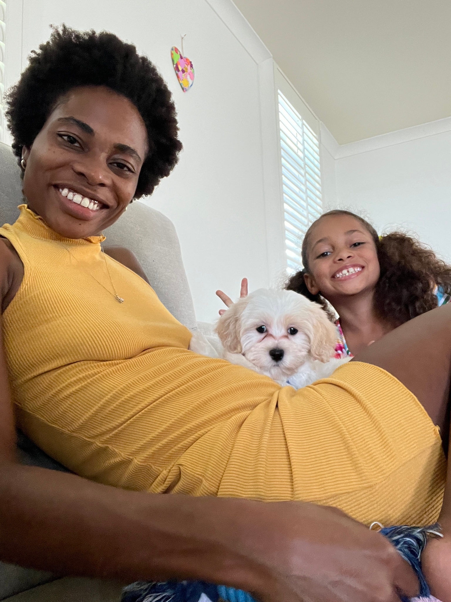 Cute Shih Poo Poodle Mix Pup