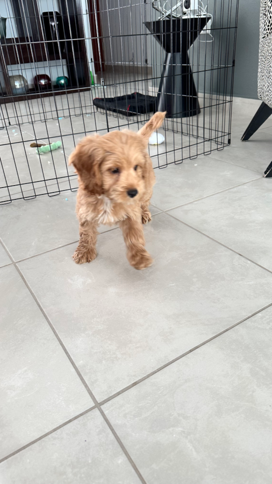Cockapoo