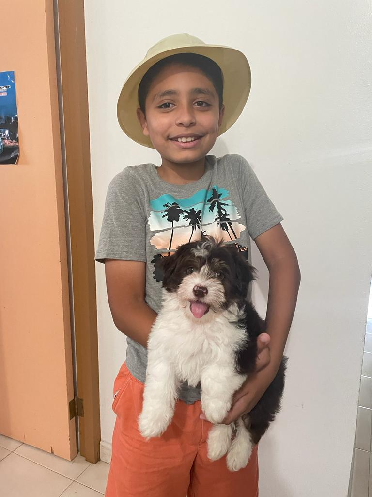 Havanese Puppy for Adoption