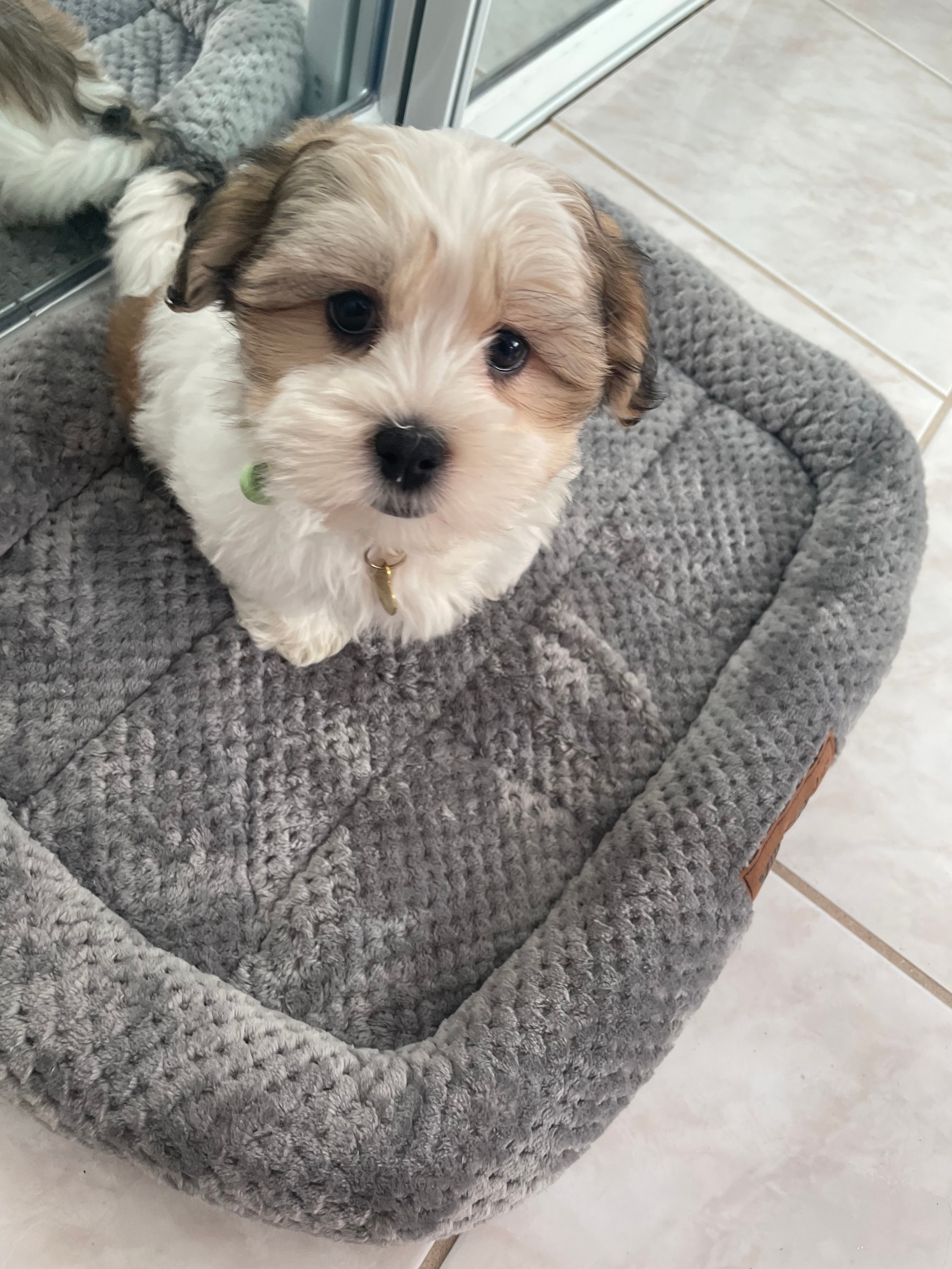Cute Teddy Bear Baby