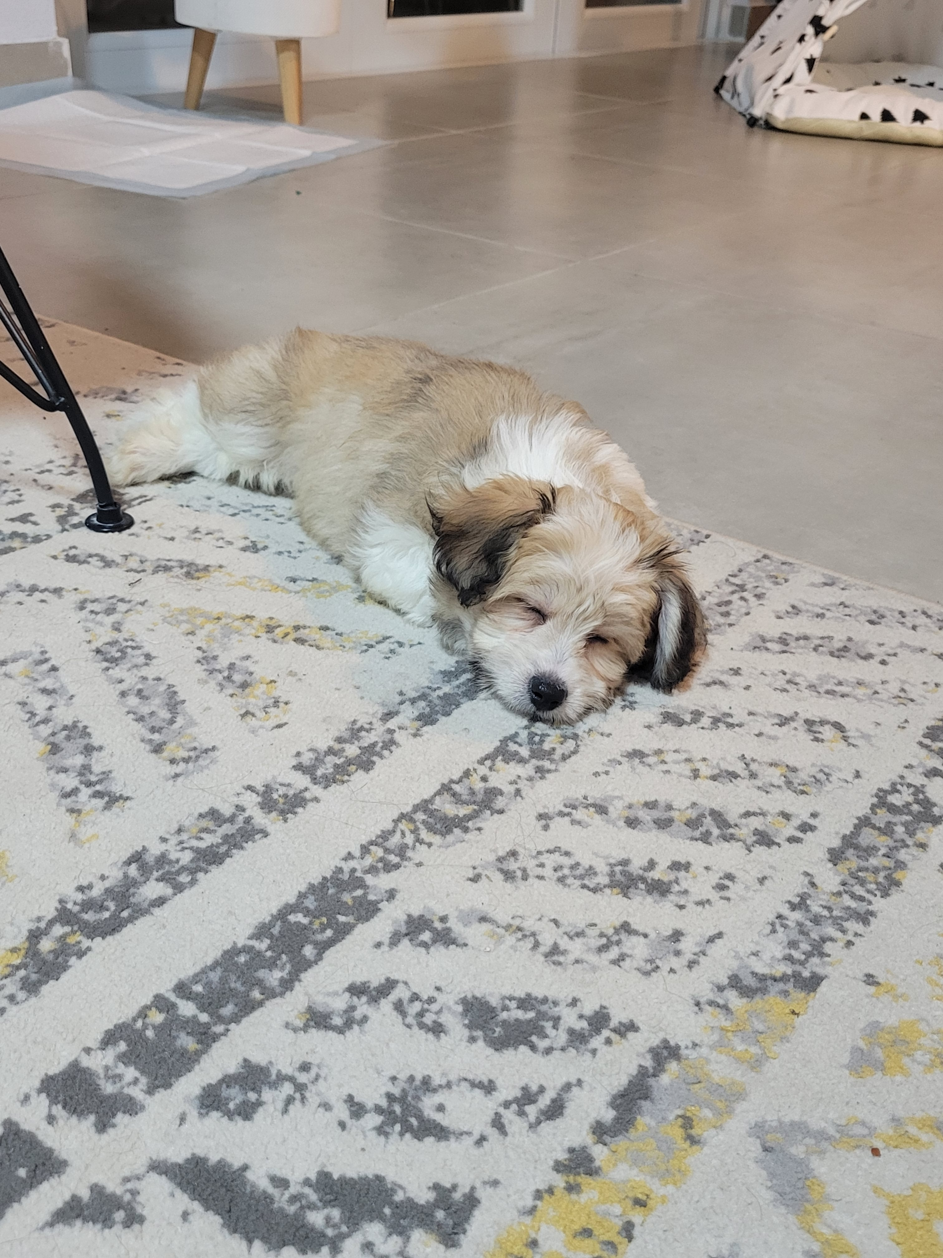 Aussiechon Puppy for Adoption