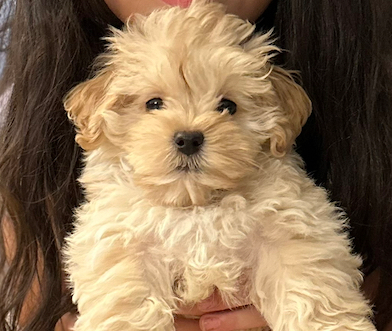 Cute Maltipoo Poodle Mix Pup