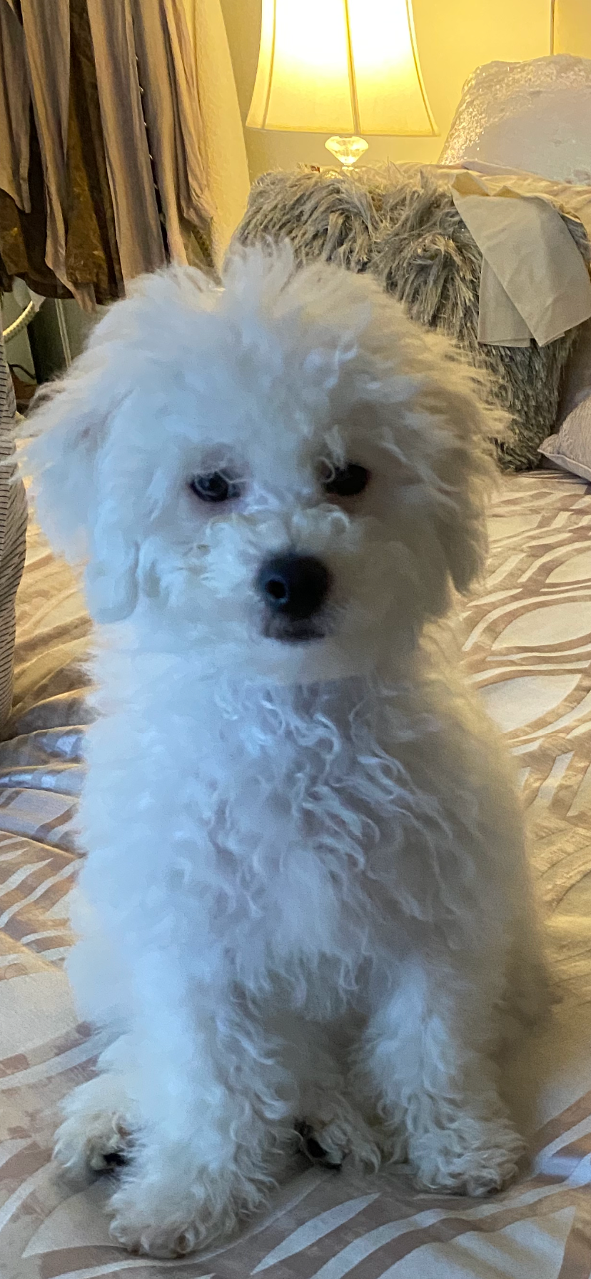 Bichon Frise Pup Being Cute