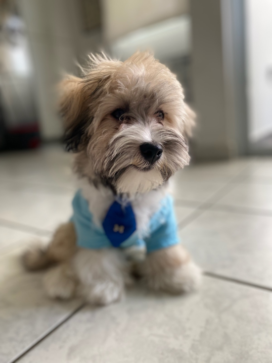 Havanese