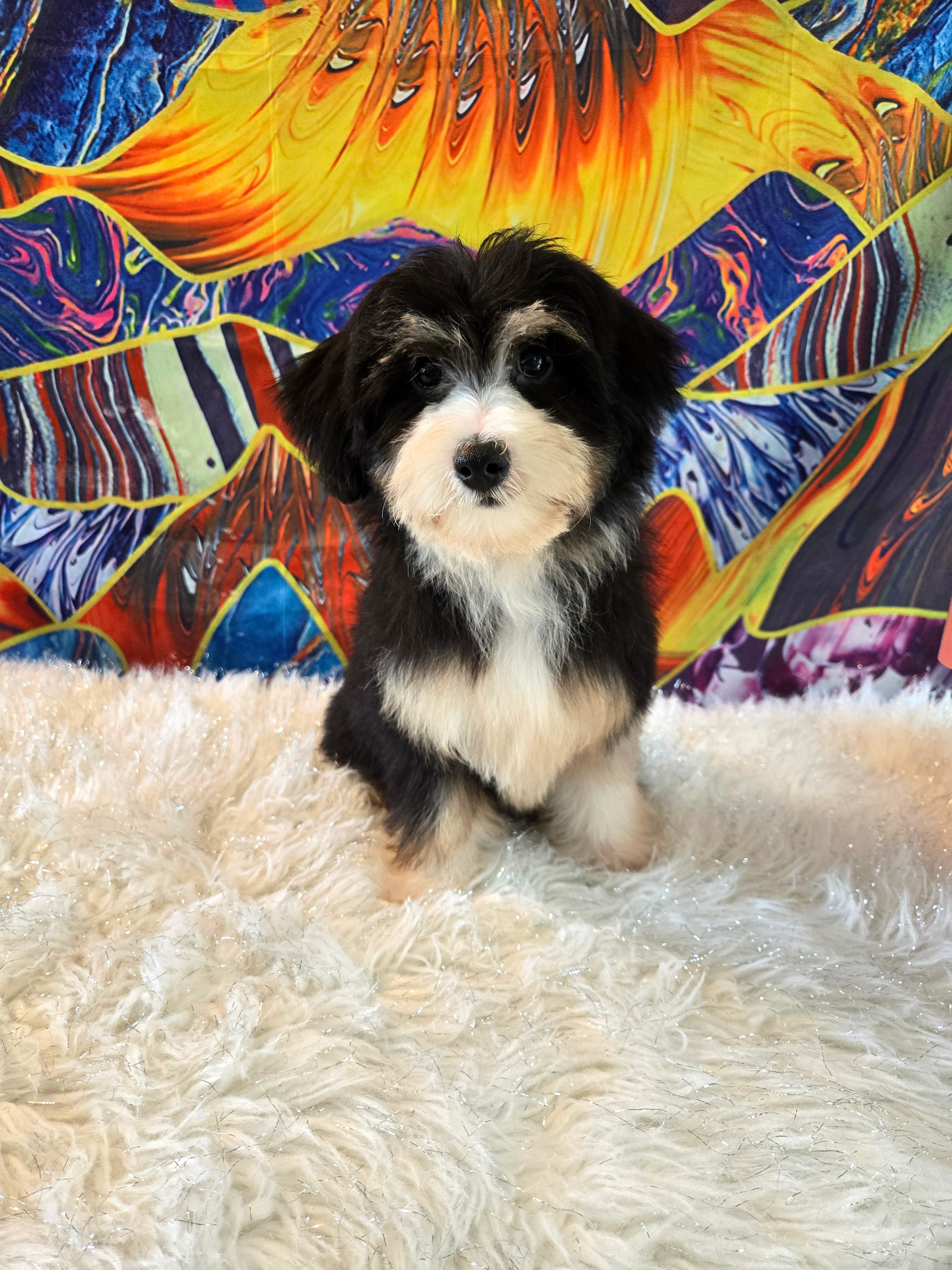 Sweet Mini Aussiedoodle Baby