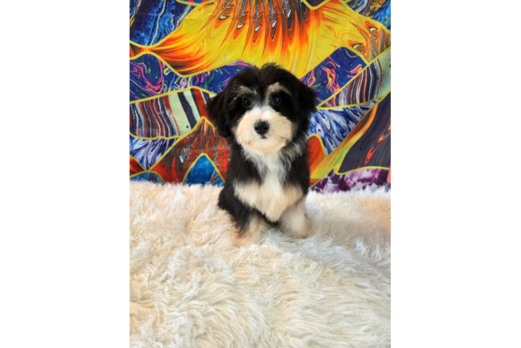 Sweet Mini Aussiedoodle Baby