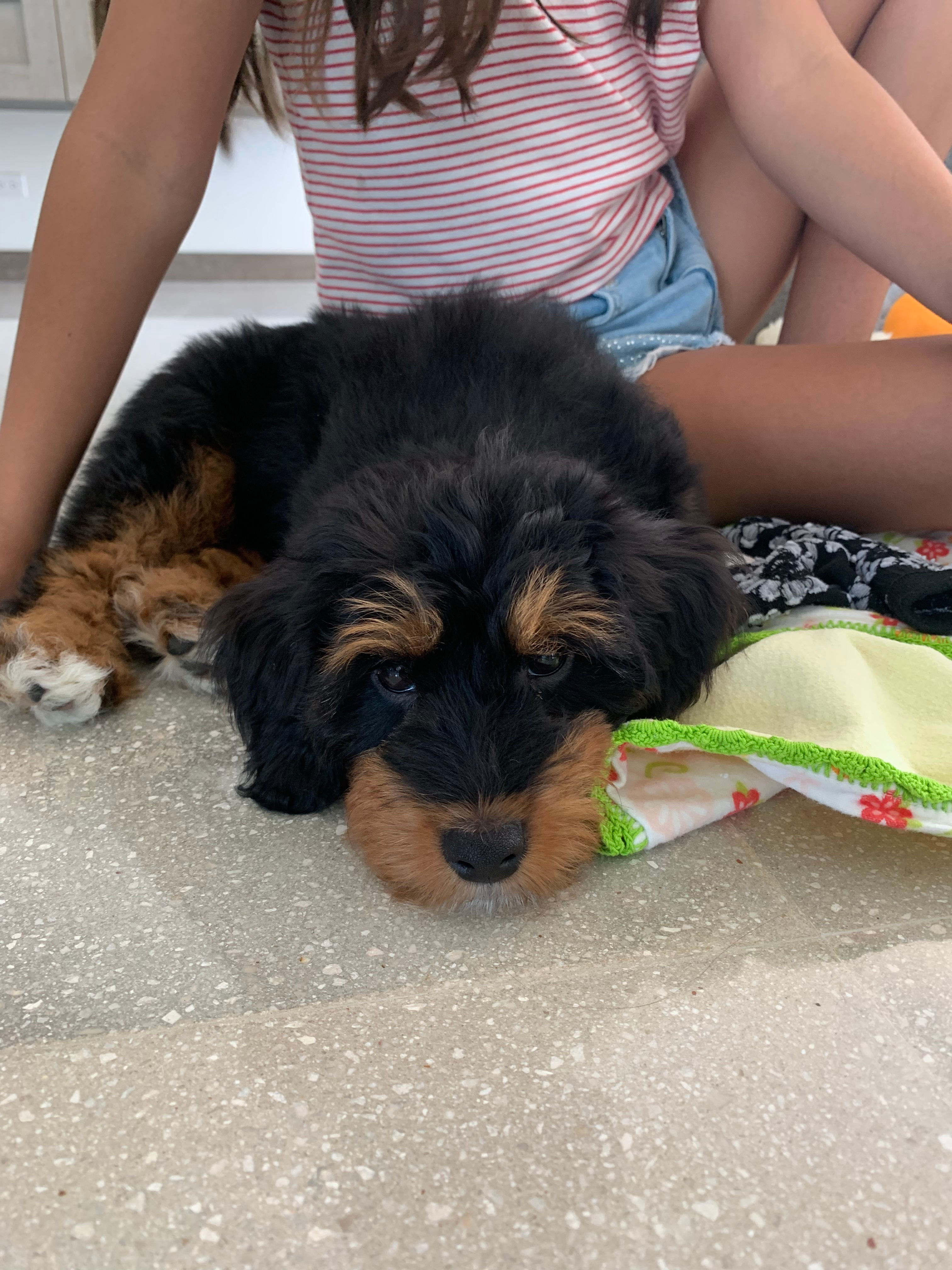 Mini Aussiedoodle Pup Being Cute