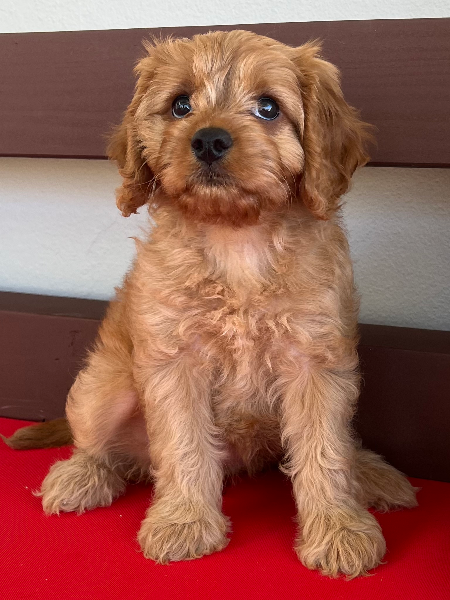 Cavapoo Pup Being Cute