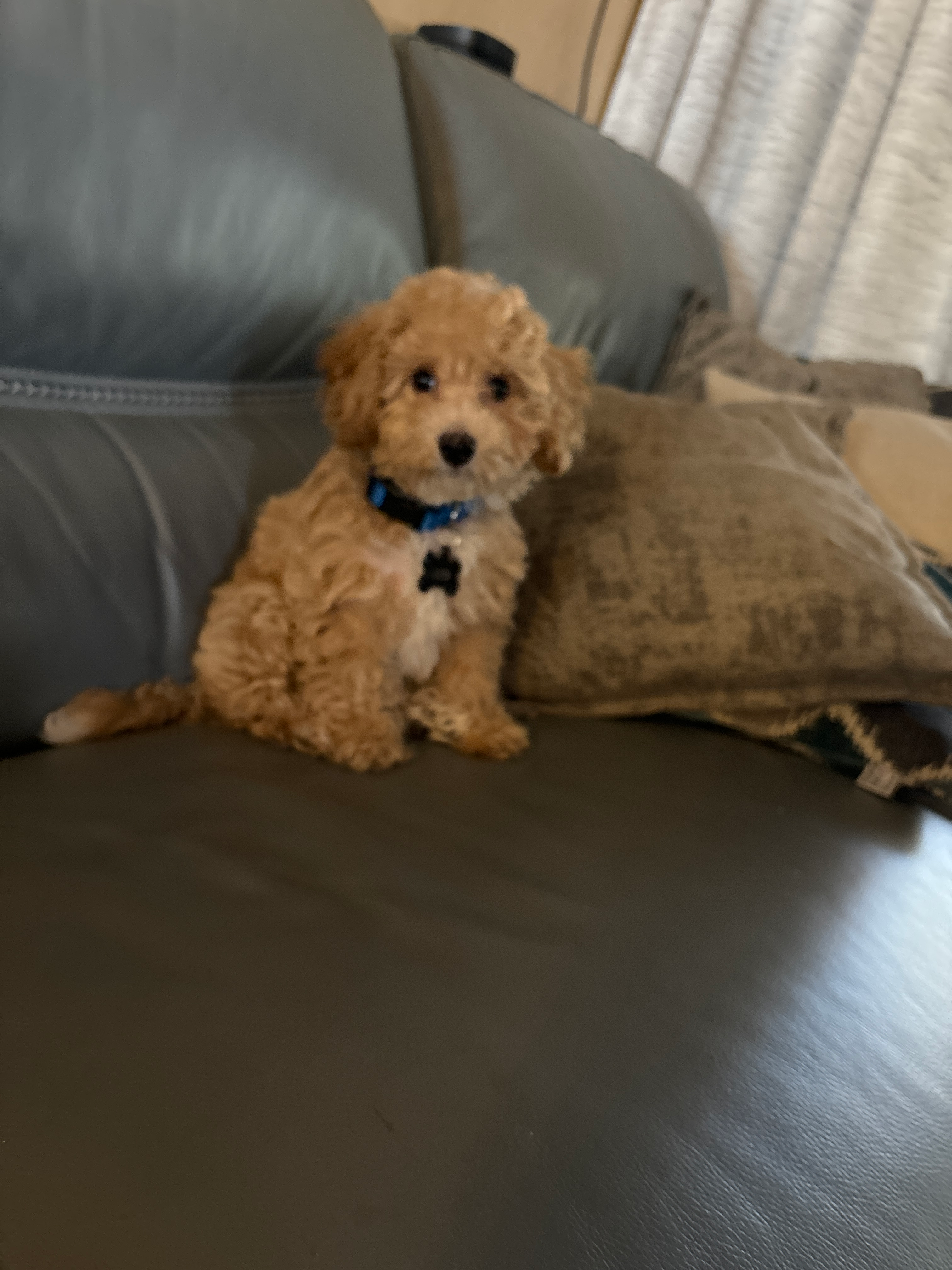 Poochon Puppy for Adoption