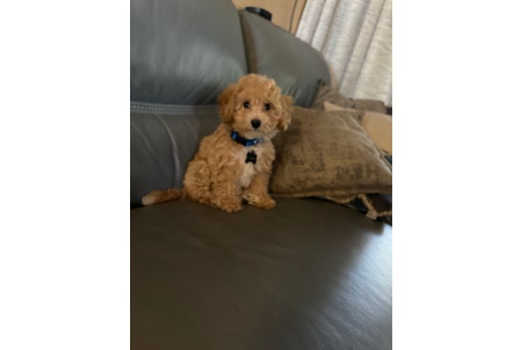 Poochon Puppy for Adoption