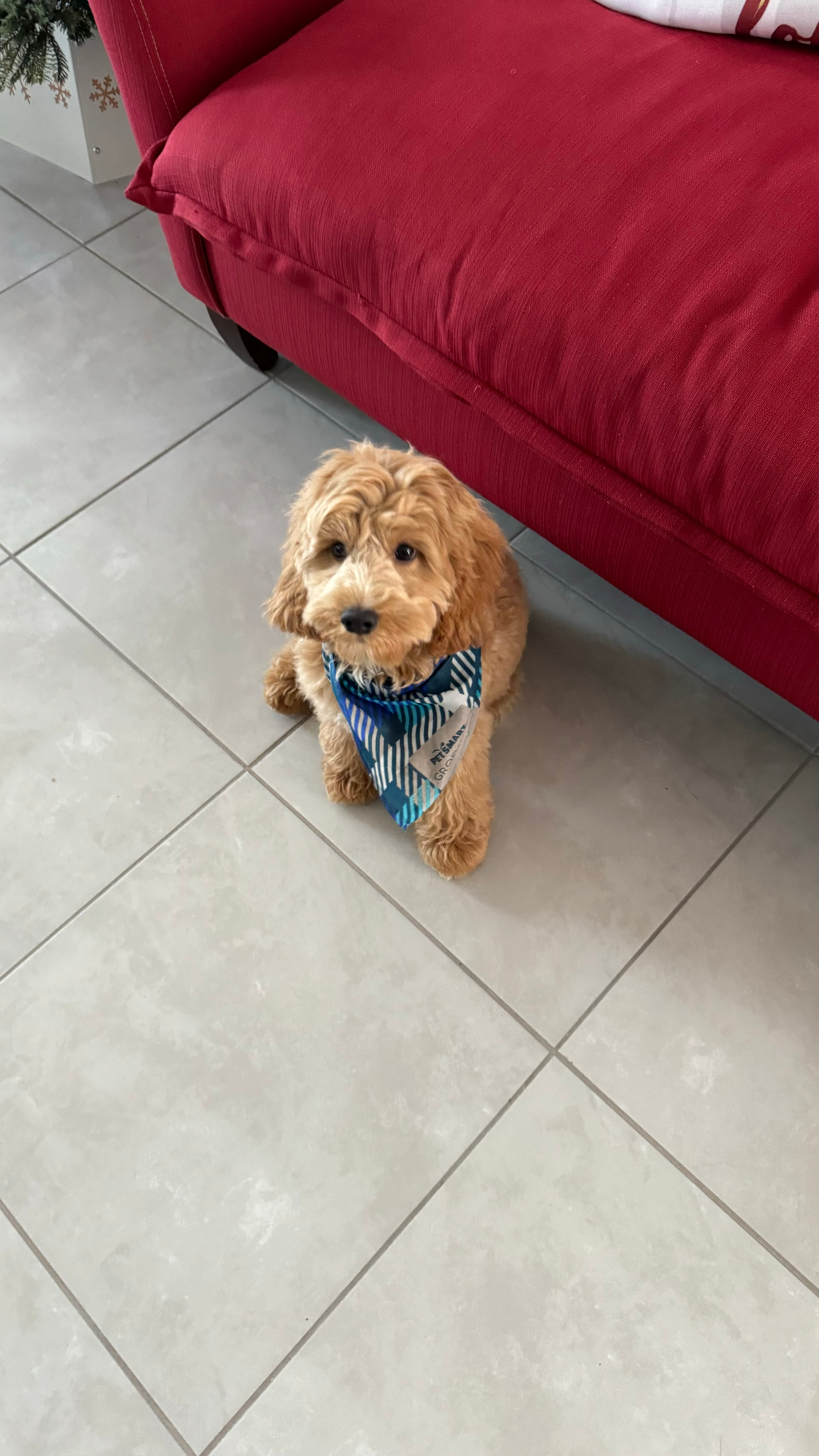 Cockapoo Pup Being Cute