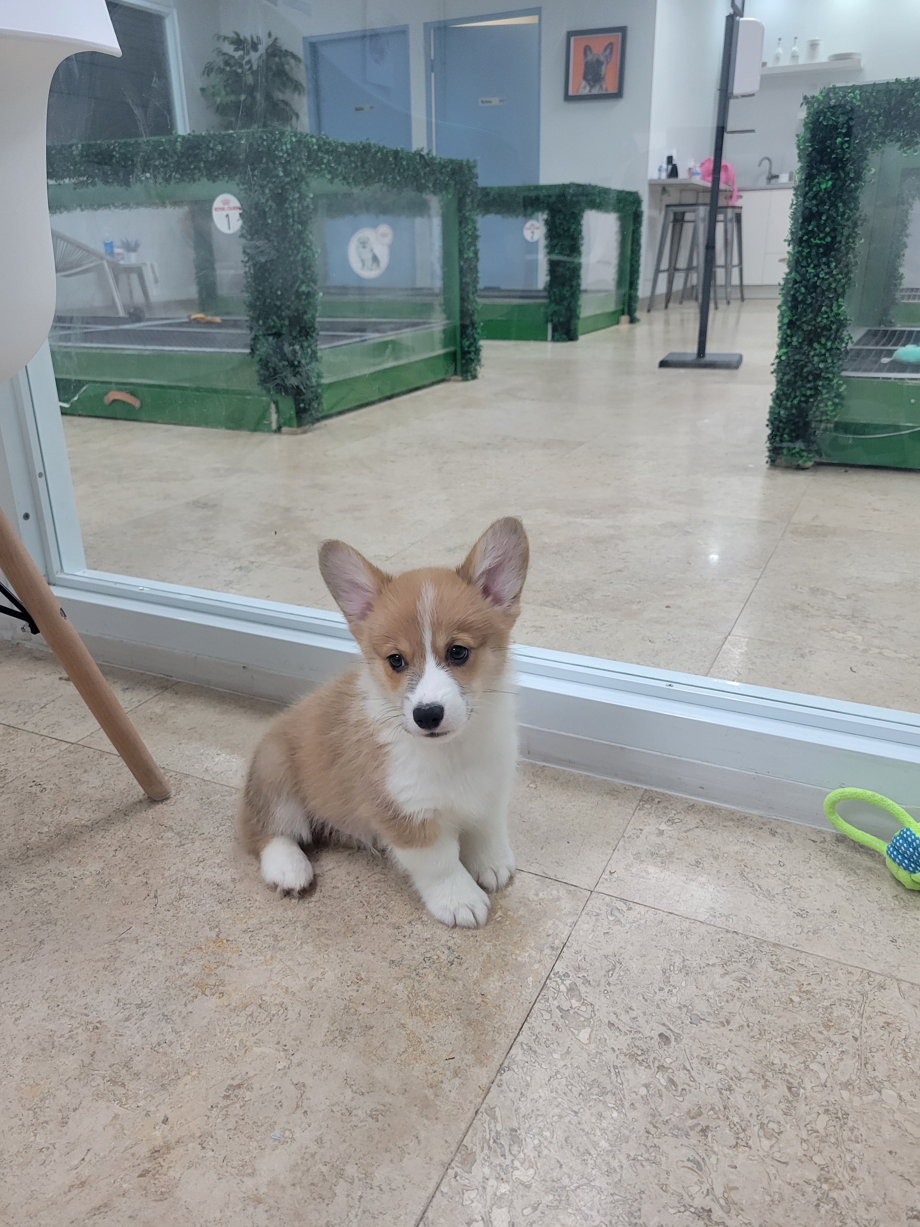 Best Pembroke Welsh Corgi Baby