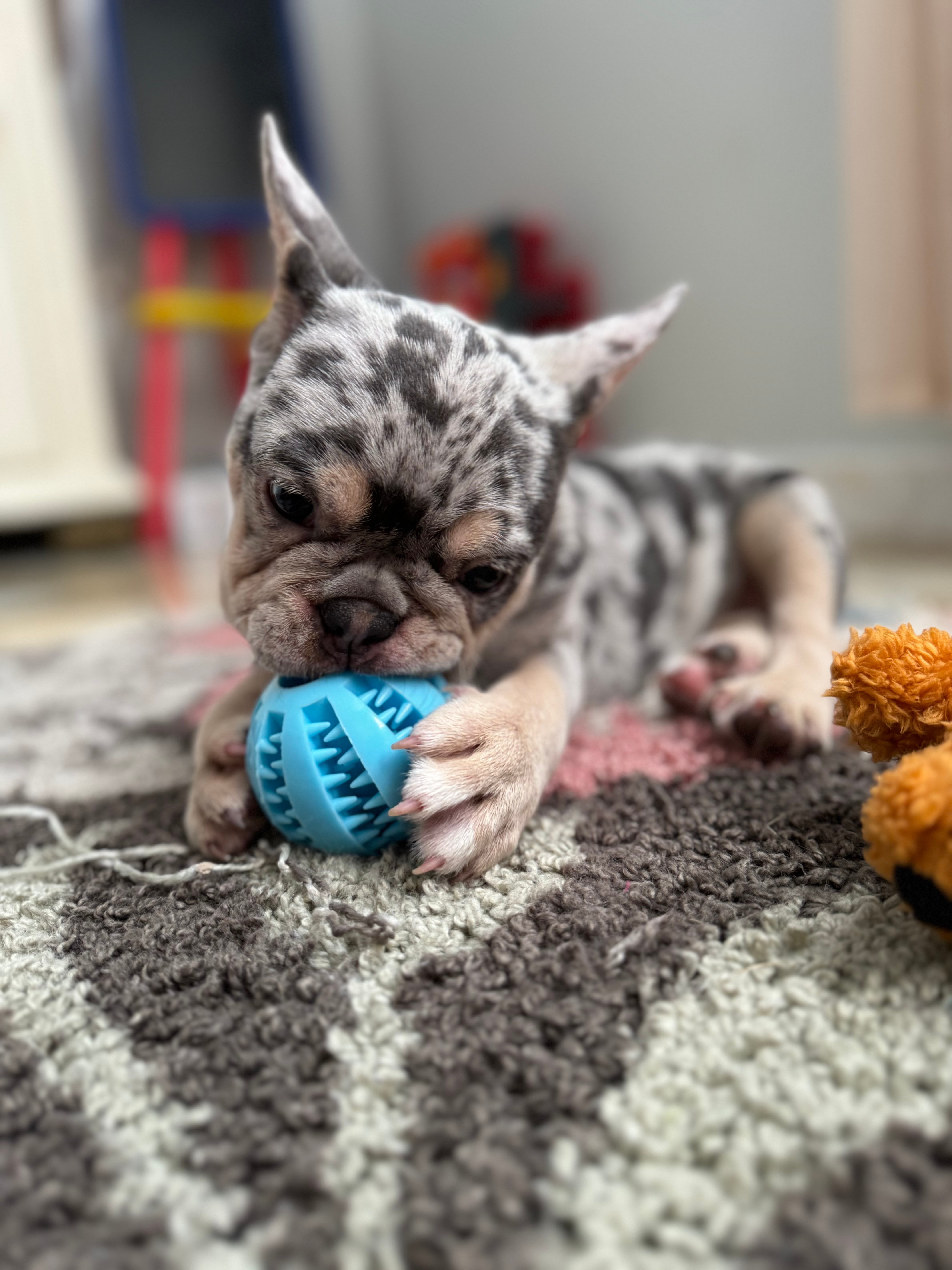 French Bulldog Puppy for Adoption