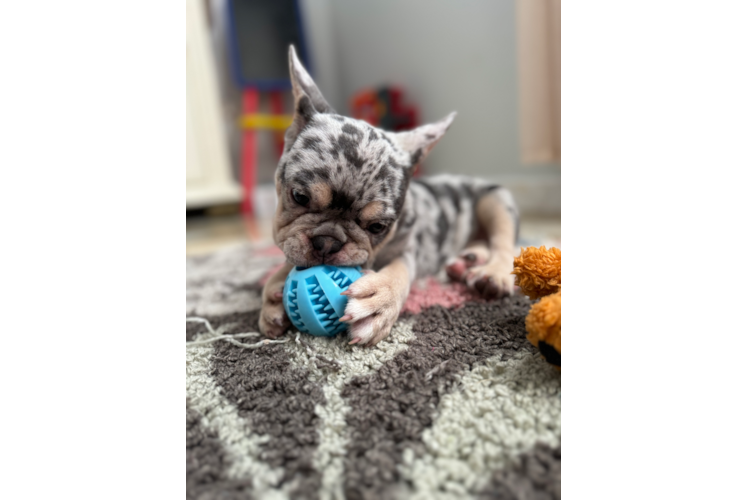 French Bulldog Puppy for Adoption