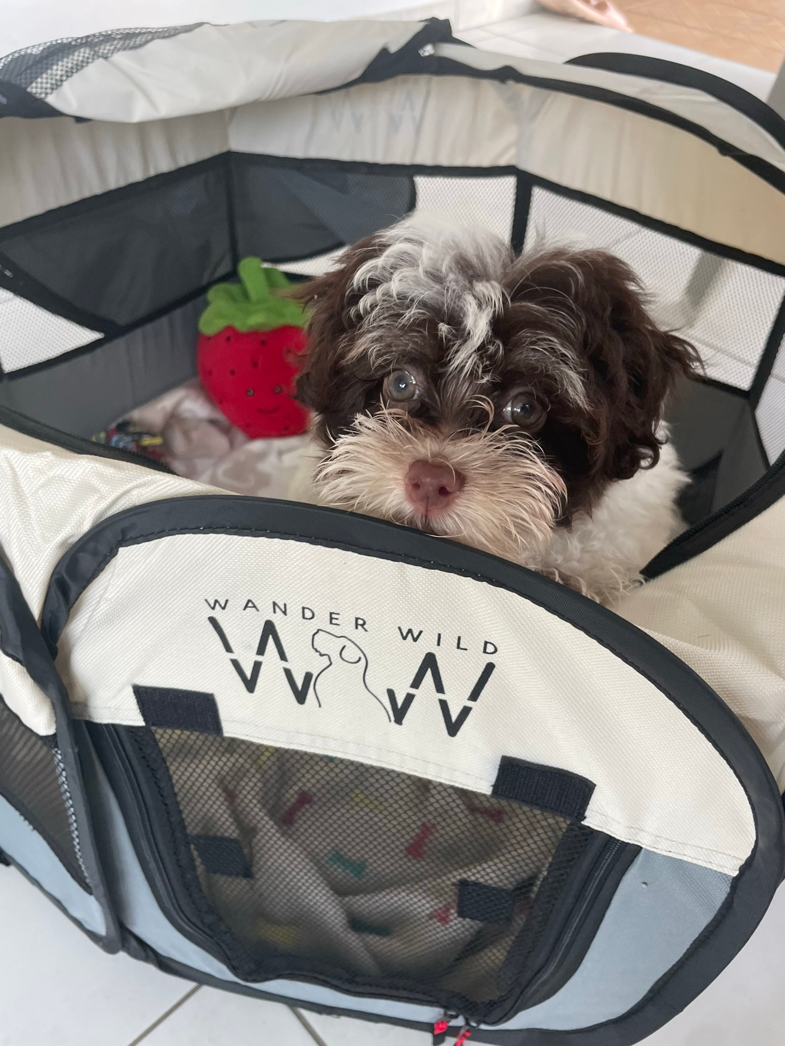 Petite Havanese Purebred Puppy