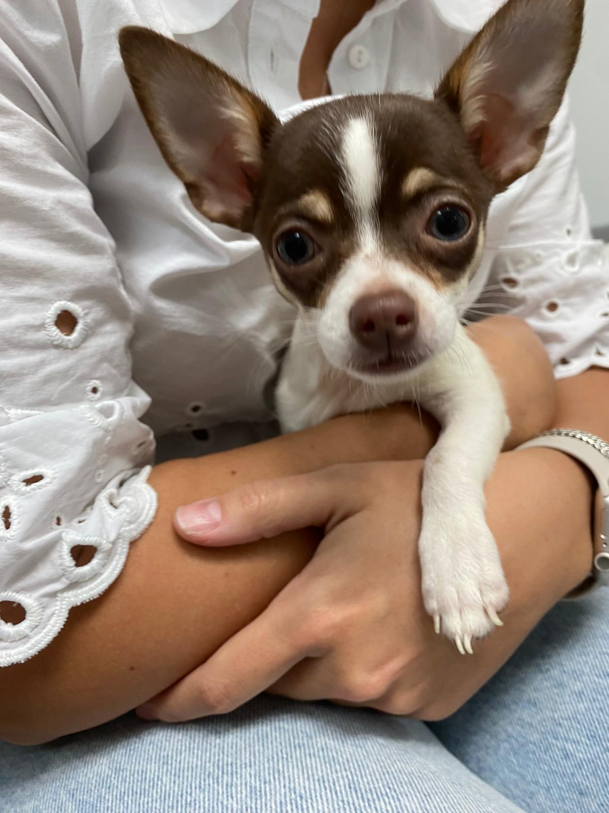 Cute Chihuahua Baby