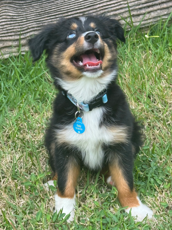 Mini Aussie