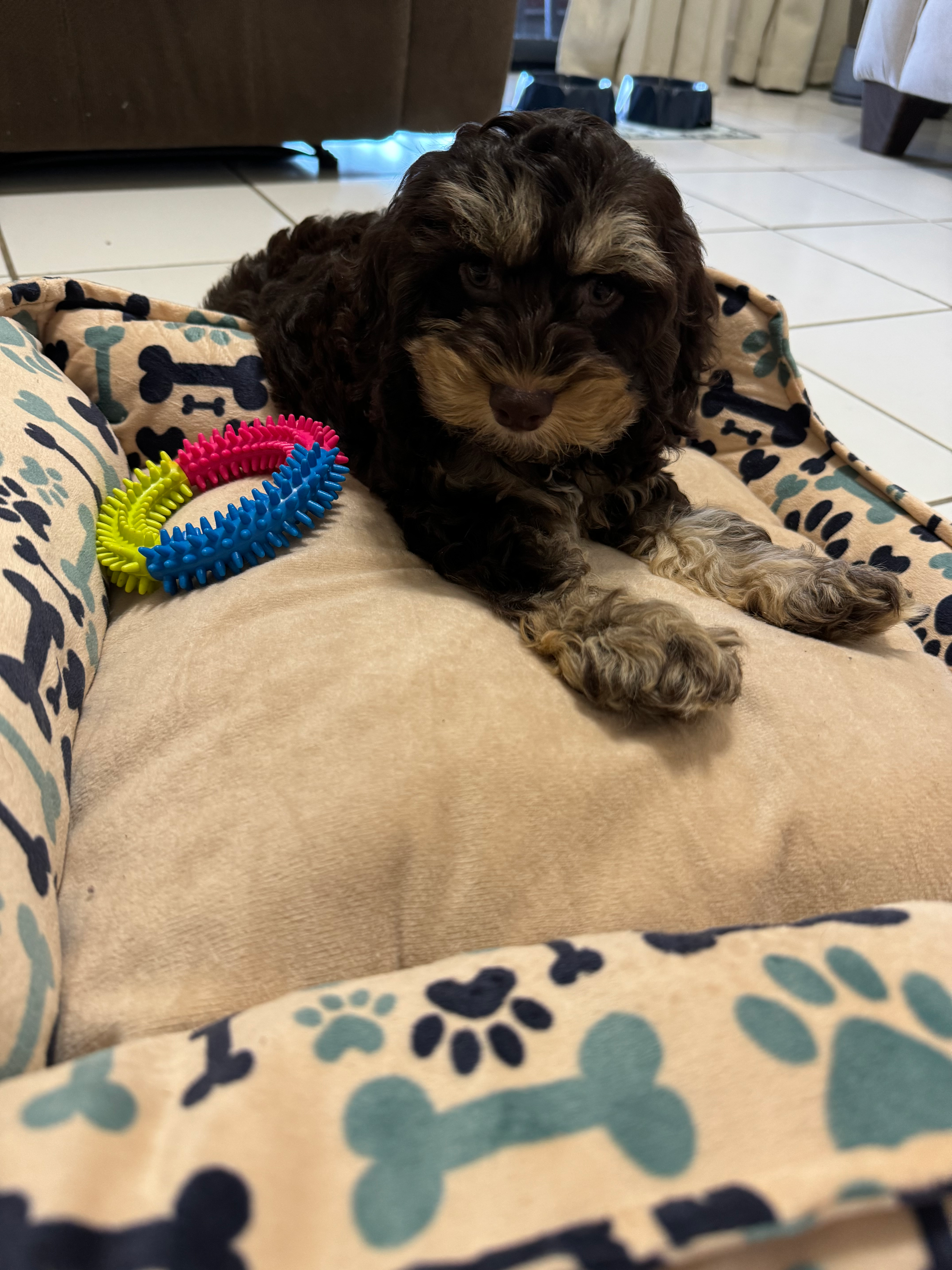 Cockapoo Pup Being Cute