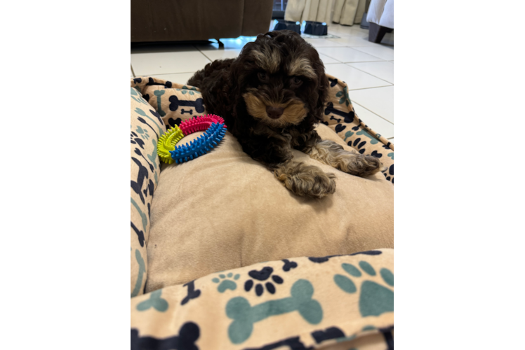 Cockapoo Pup Being Cute