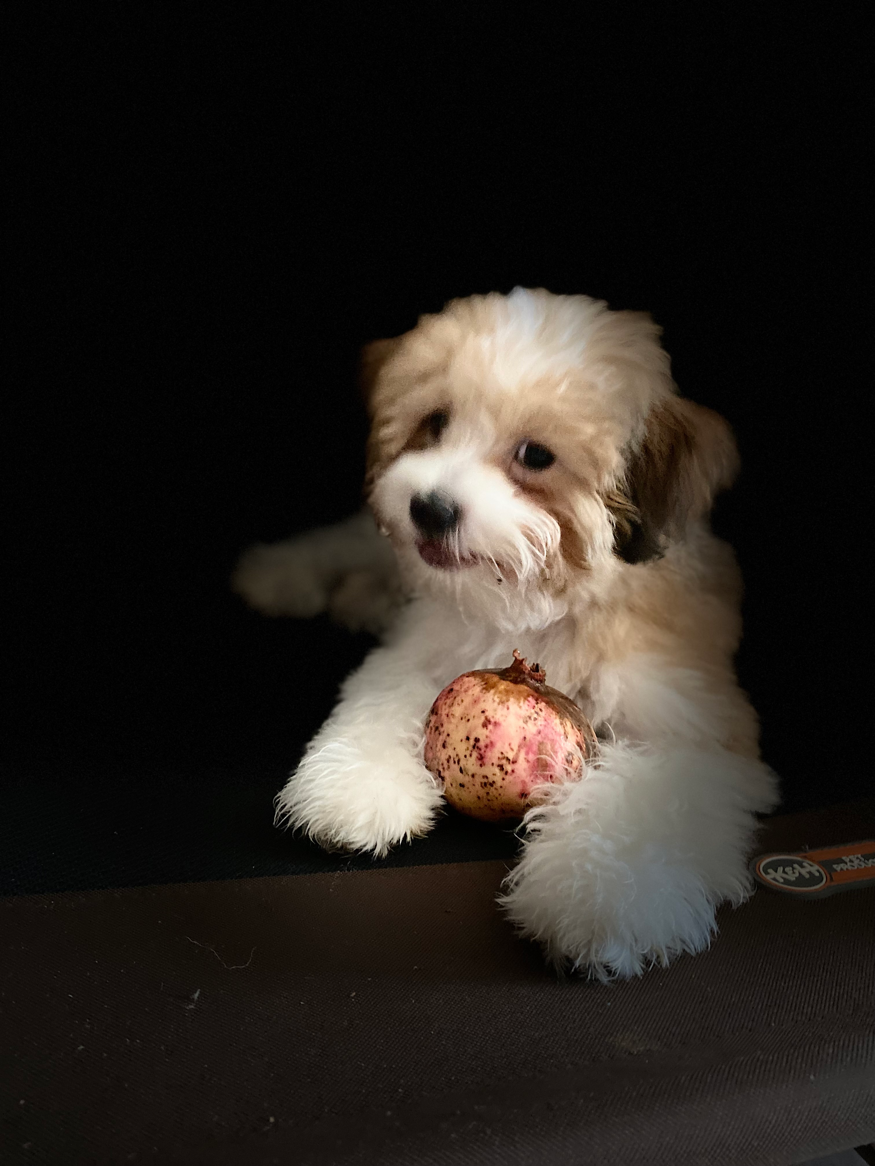 Sweet Shih Poo Baby