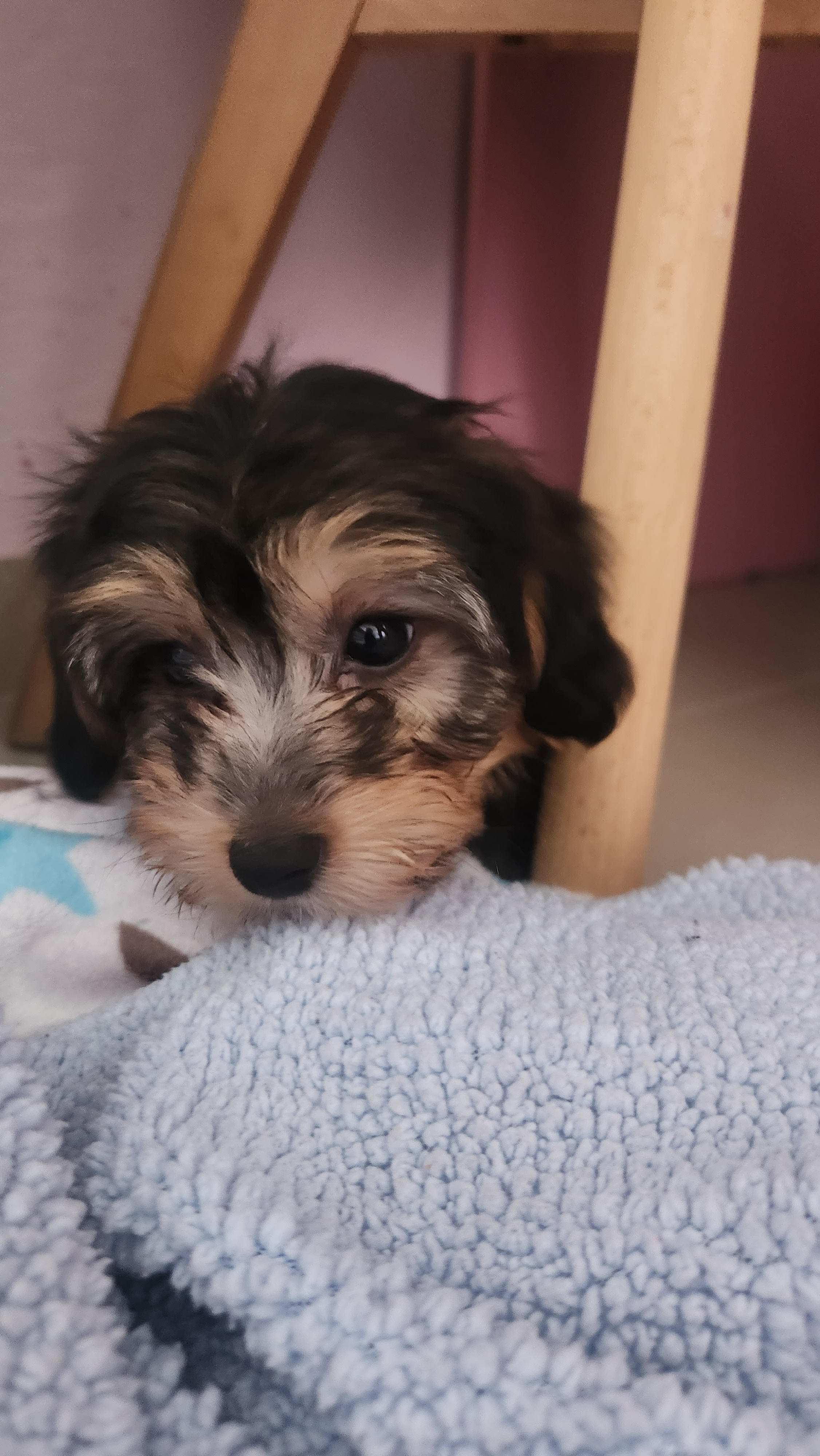 Yorkie Poo Pup Being Cute