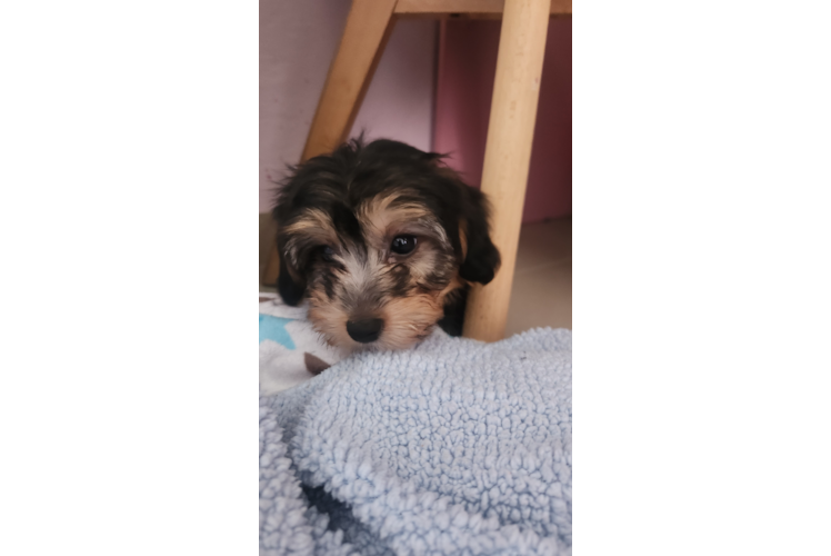 Yorkie Poo Pup Being Cute