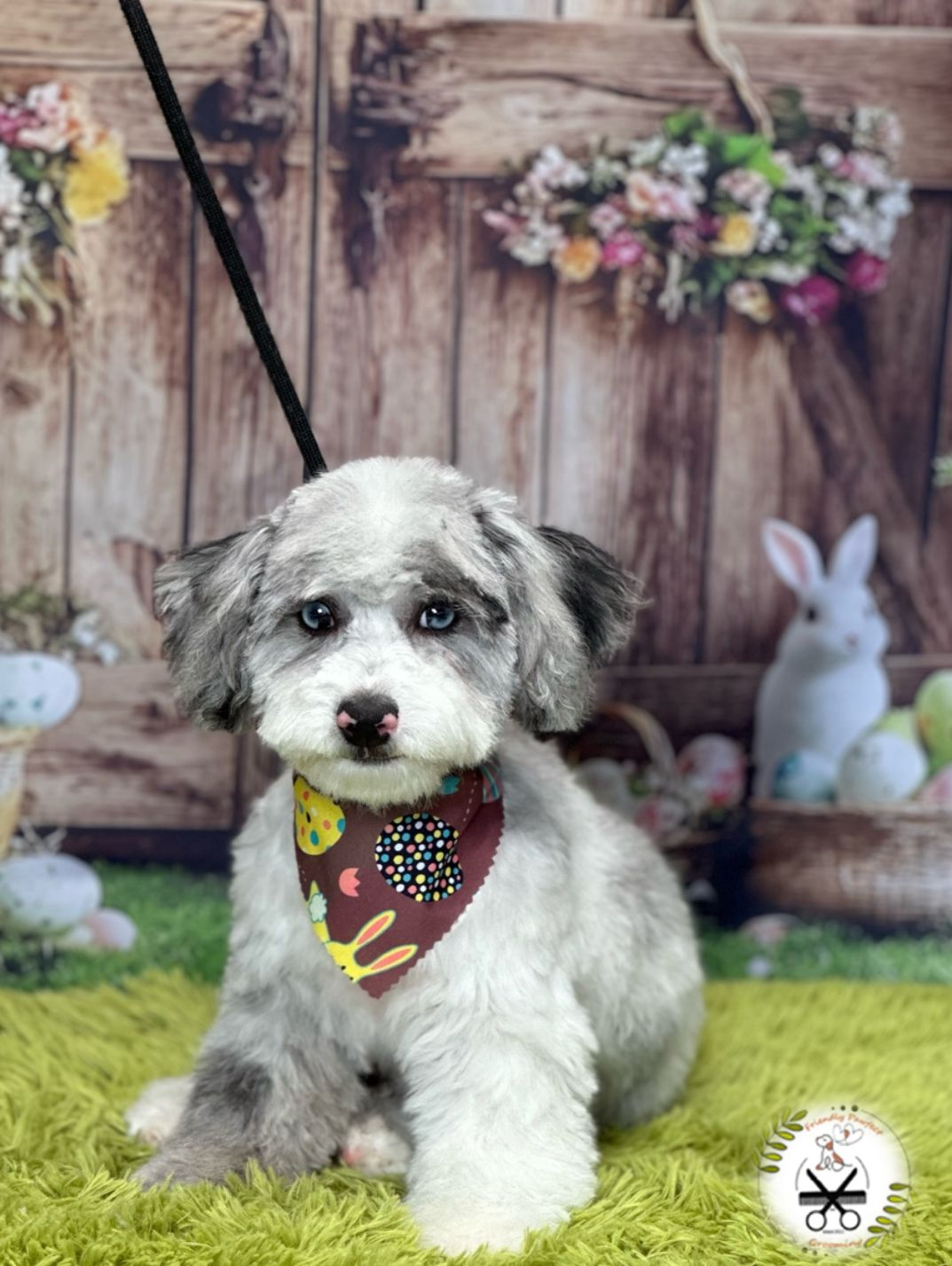 Havapoo Puppy for Adoption