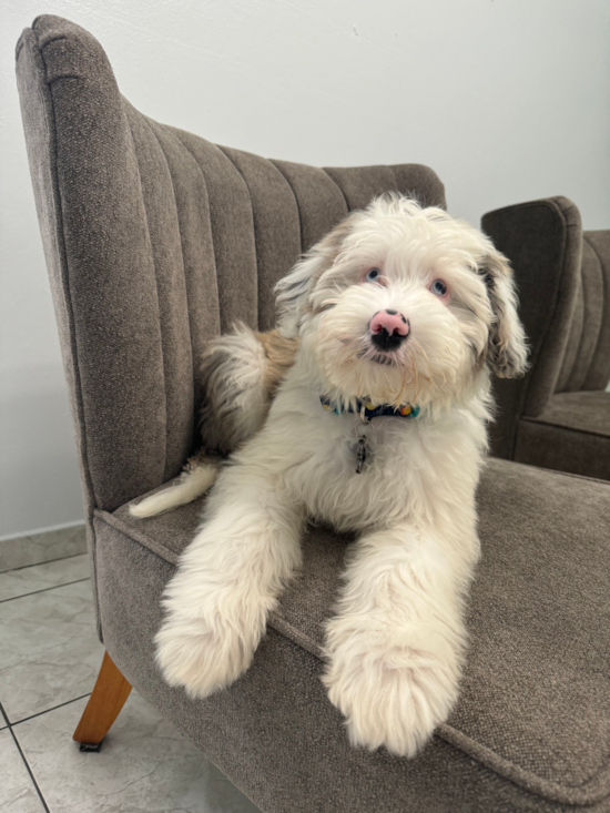 Mini Sheepadoodle