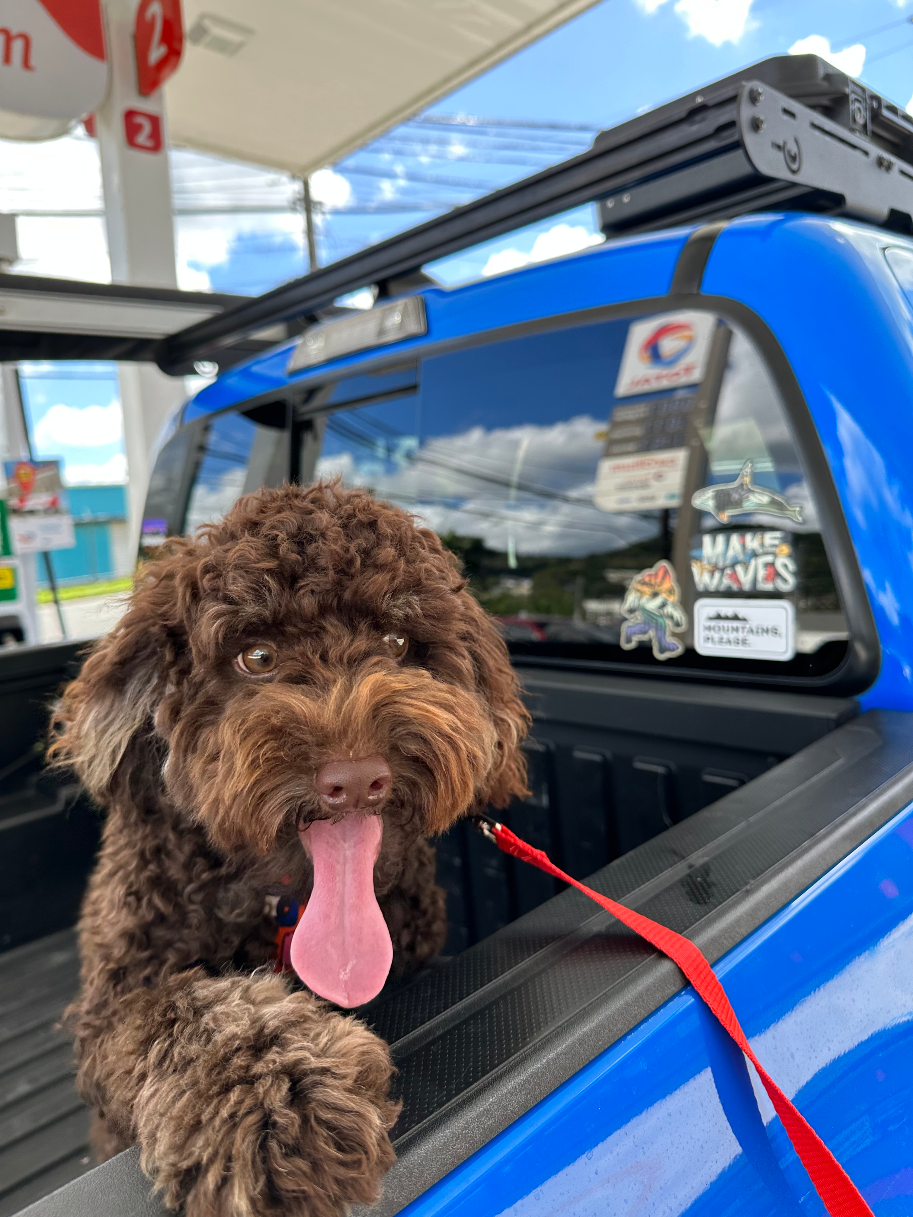 Cute Cockerpoo Poodle Mix Puppy