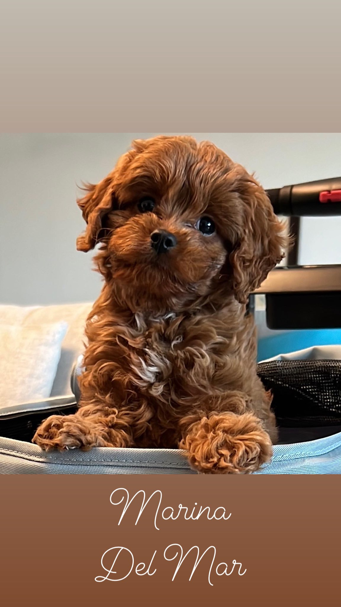 Cute Cavapoo Poodle Mix Pup