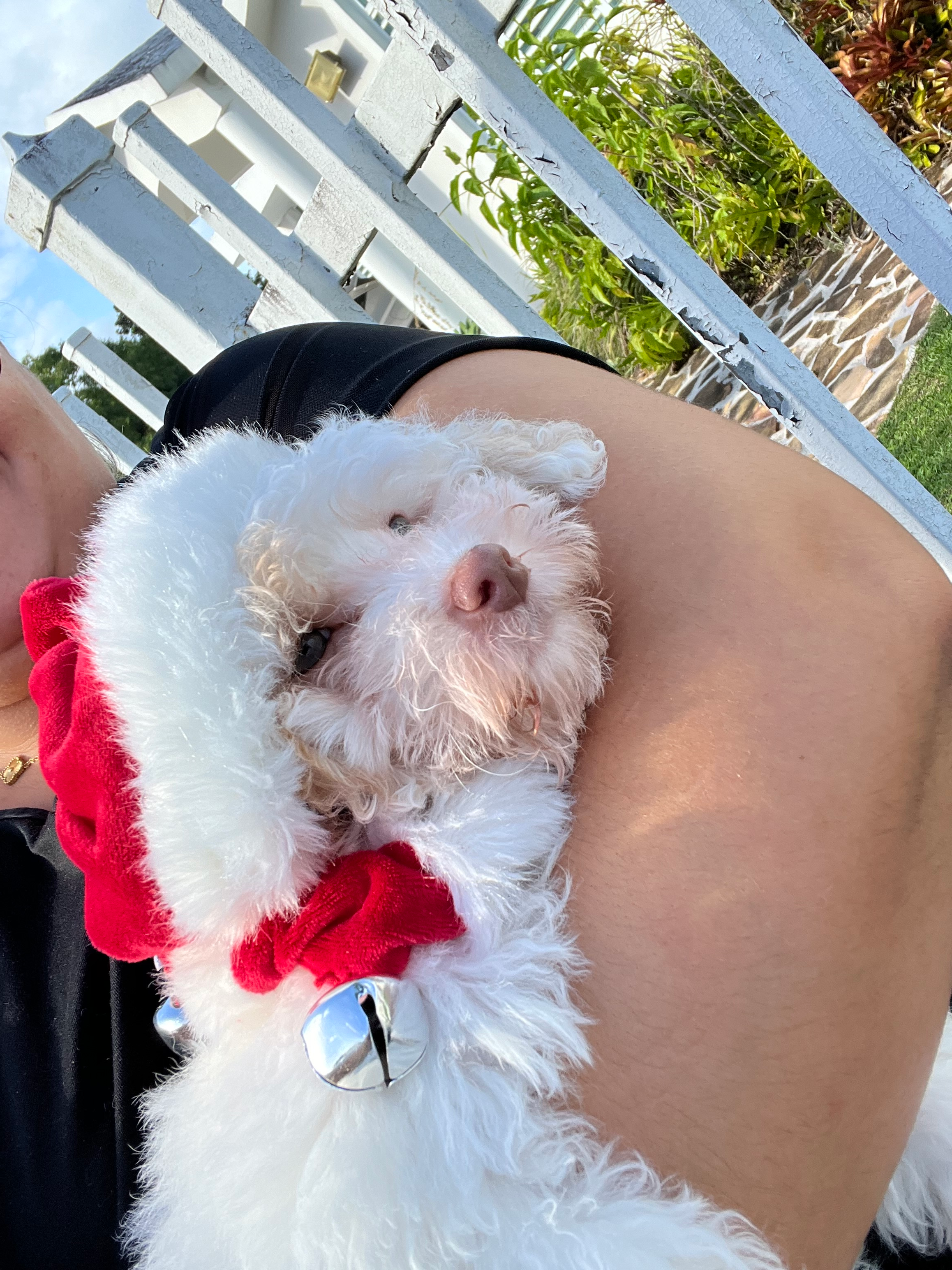 Havapoo Pup Being Cute