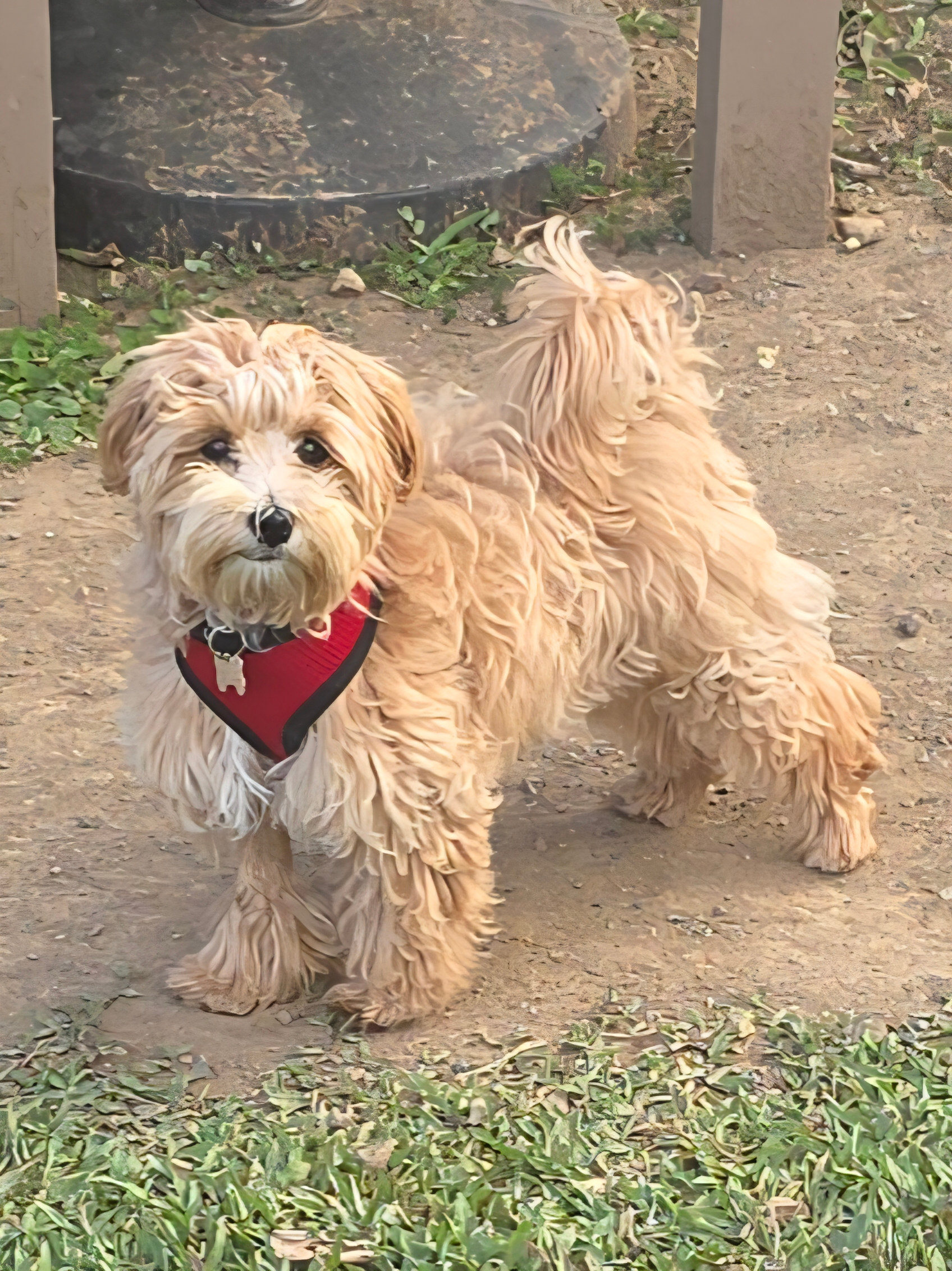 Petite Maltipoo Poodle Mix Pup
