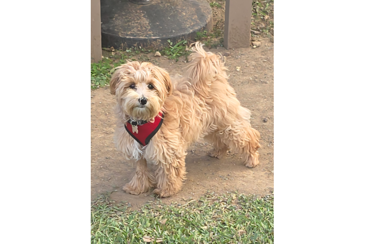 Petite Maltipoo Poodle Mix Pup