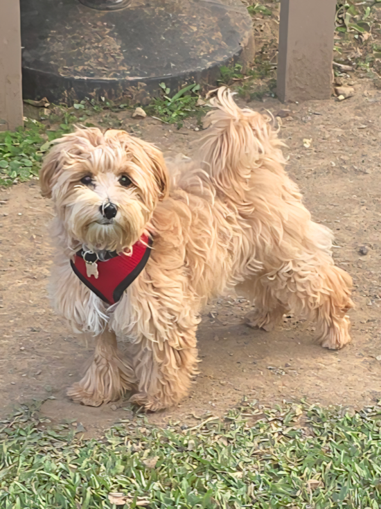Maltipoo