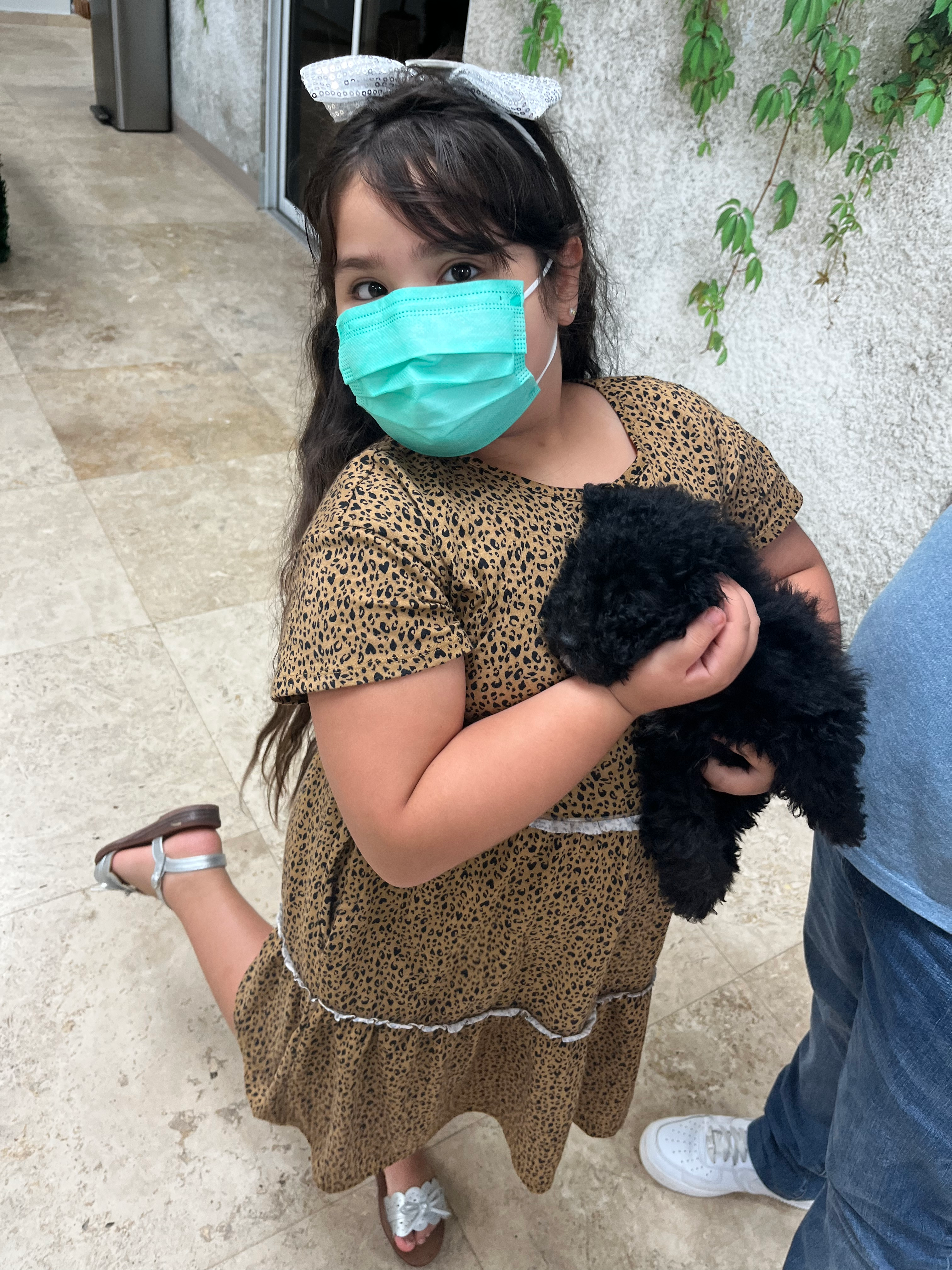 Cockapoo Puppy for Adoption