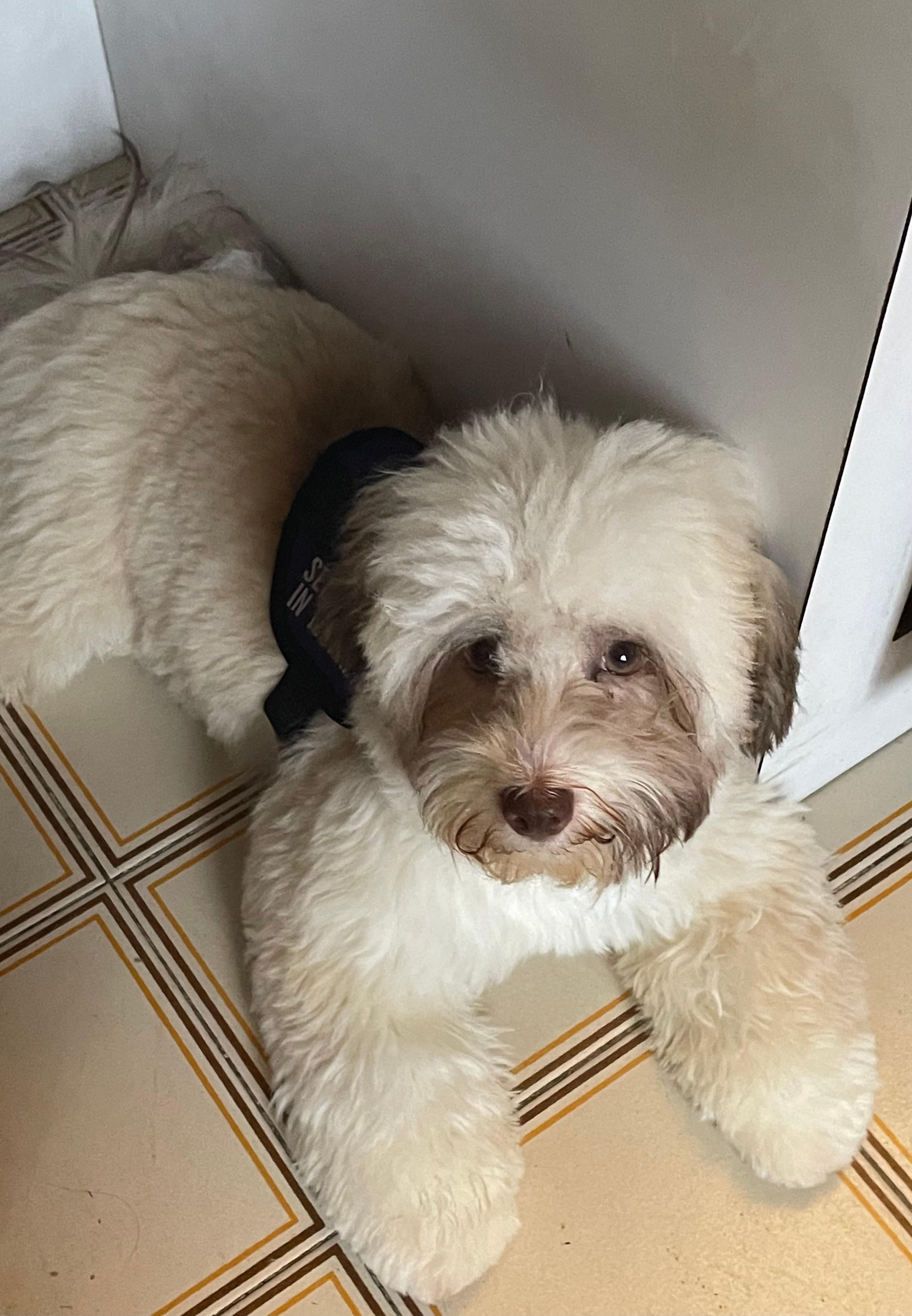 Havanese Puppy for Adoption