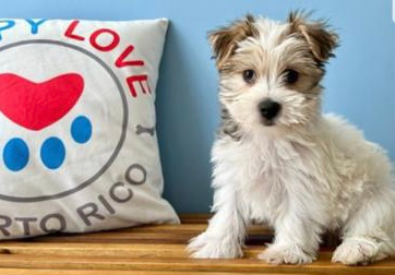 Cute Morkie Baby