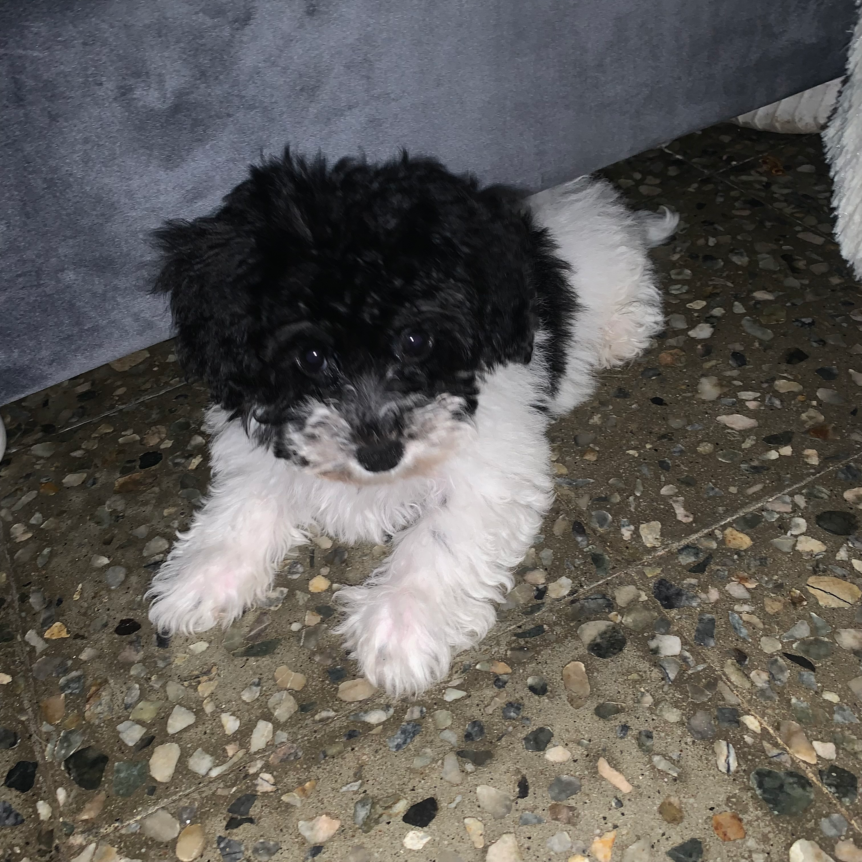 Havanese Pup Being Cute