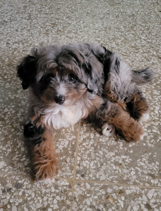 Mini Bernedoodle