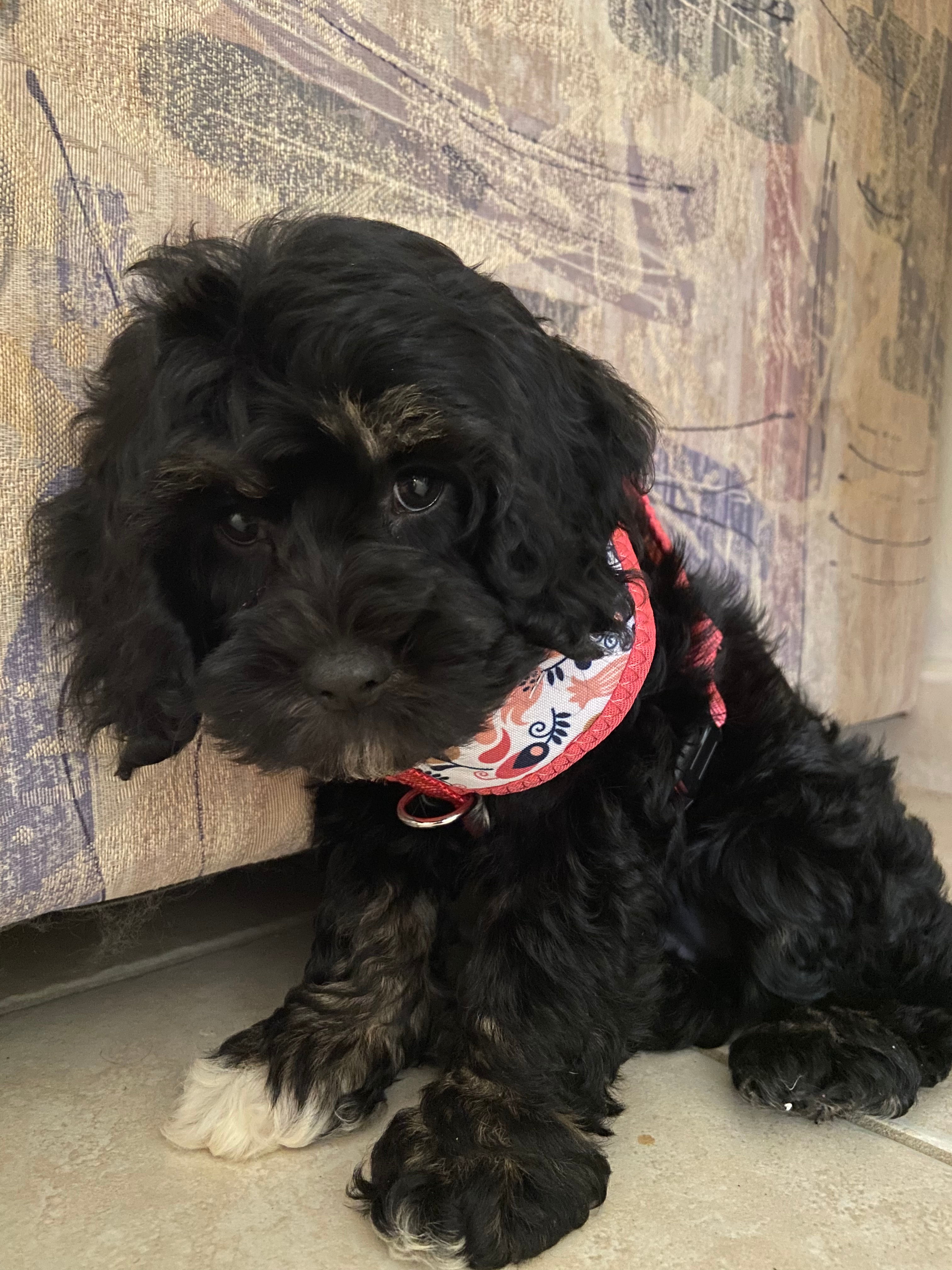 Cute Cockapoo Poodle Mix Pup