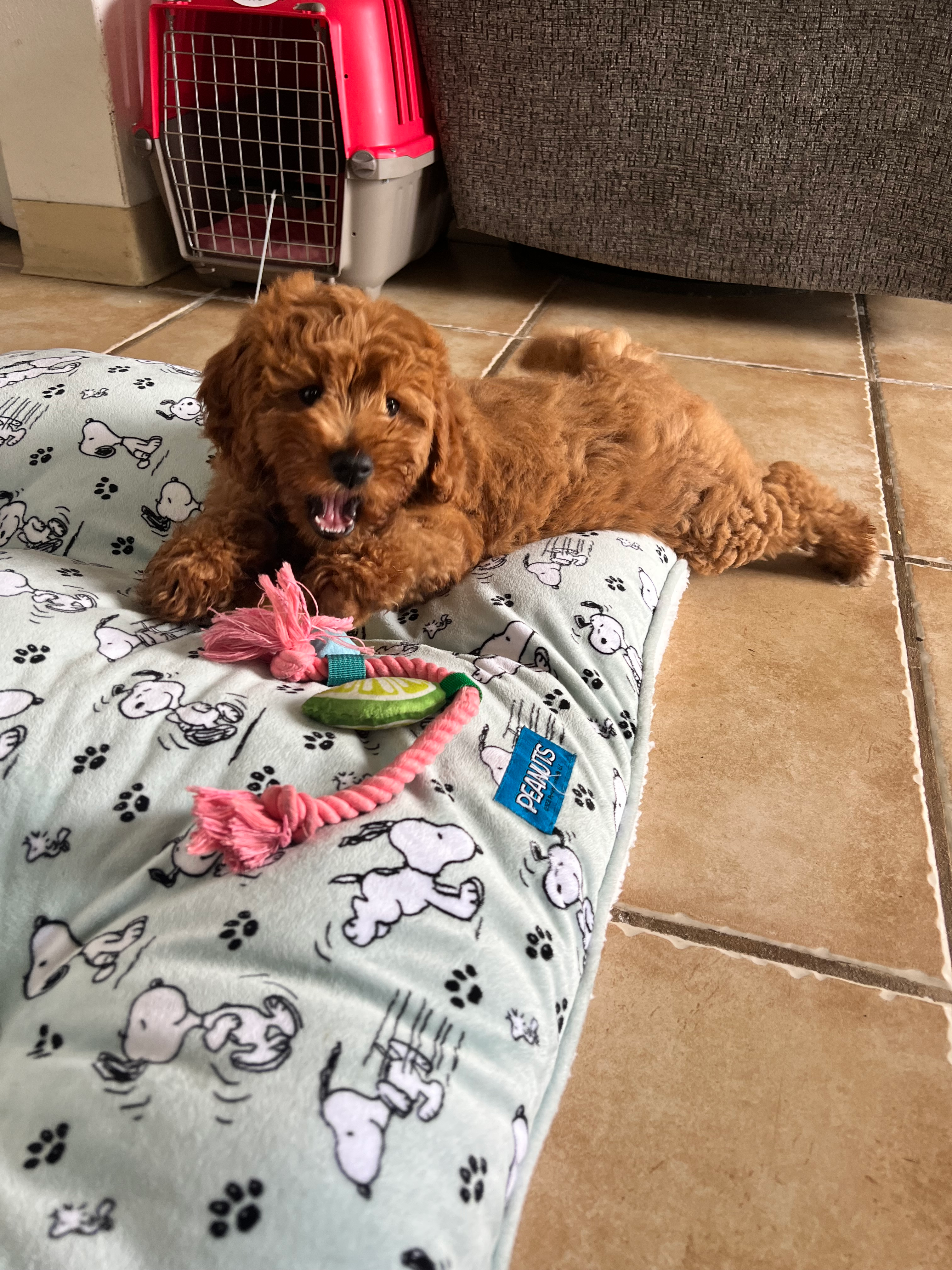 Cute Mini Goldendoodle Baby