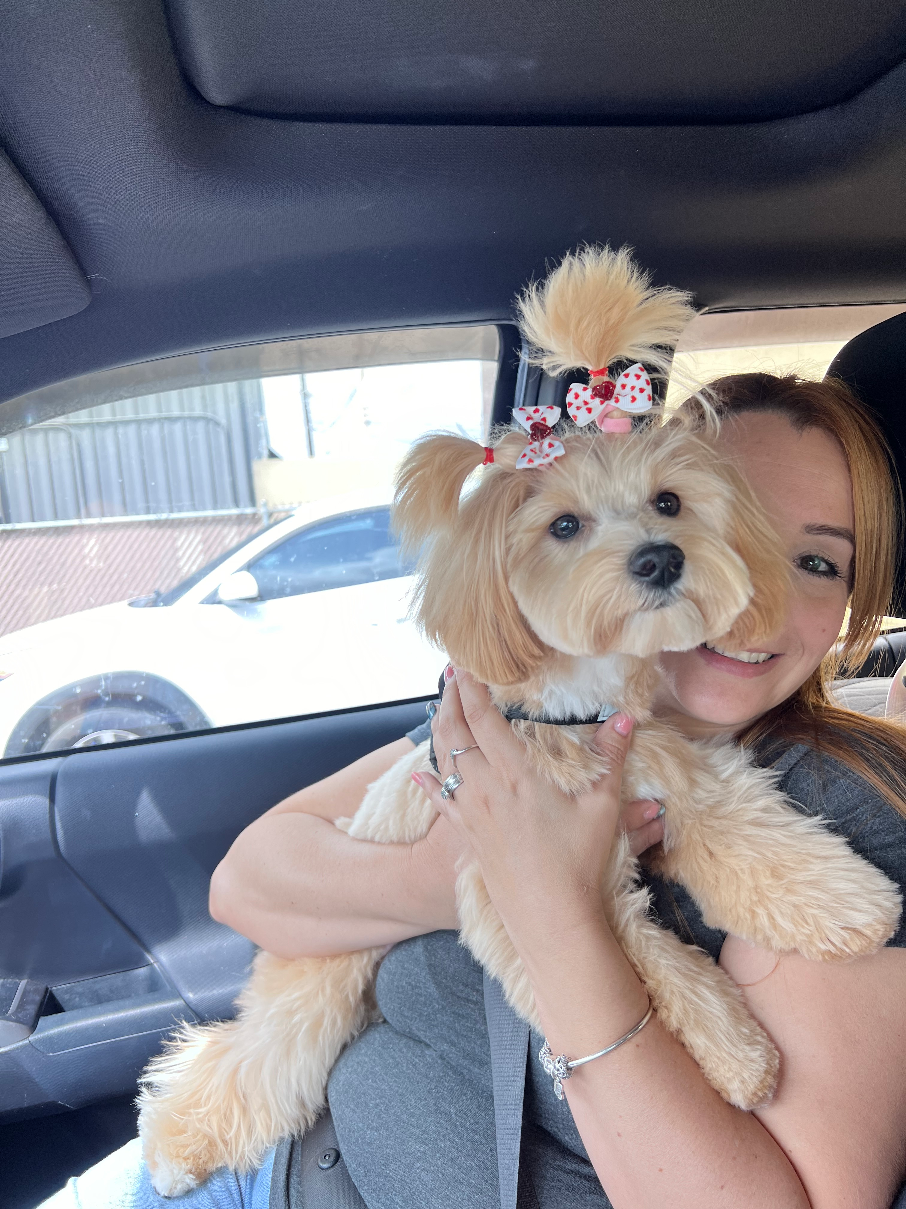 Best Maltipoo Baby