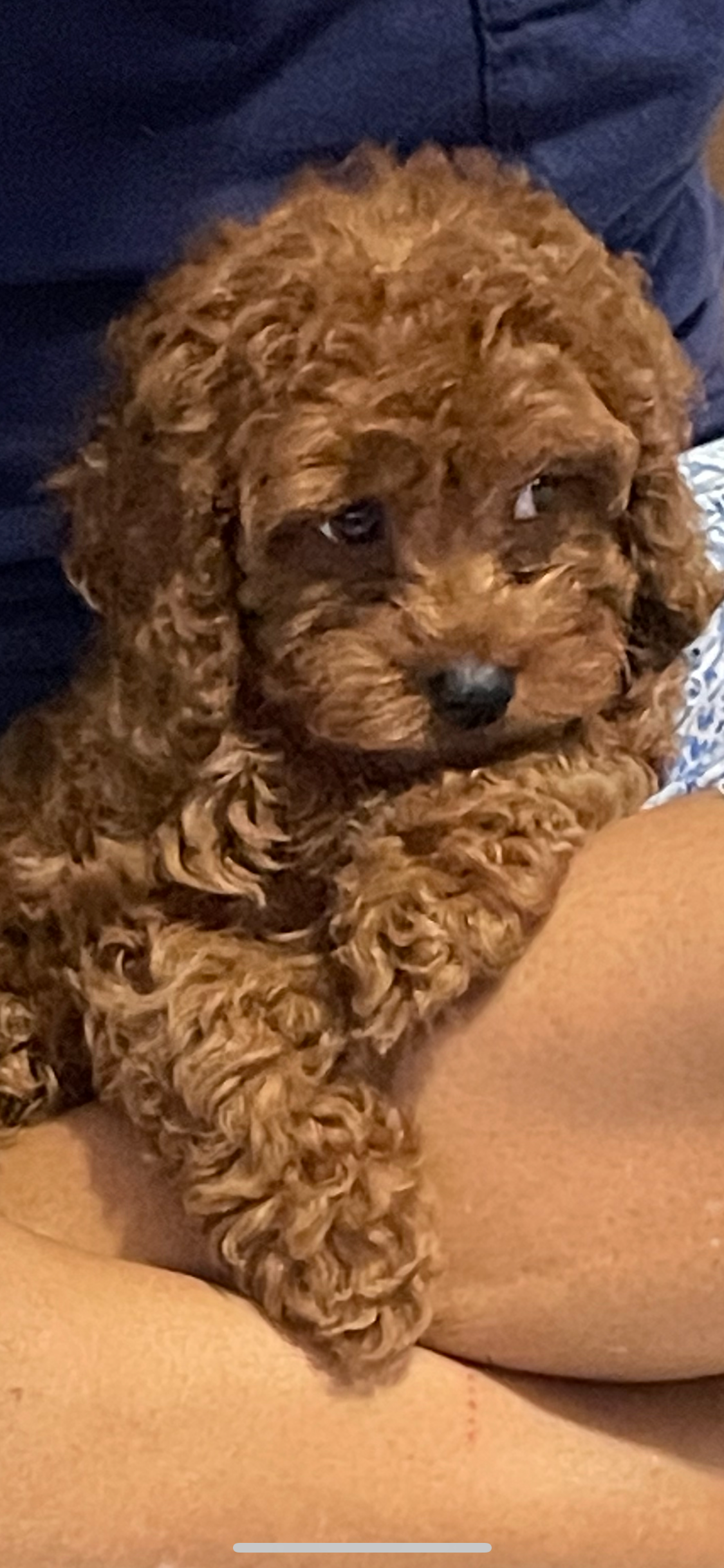 Cavapoo Puppy for Adoption