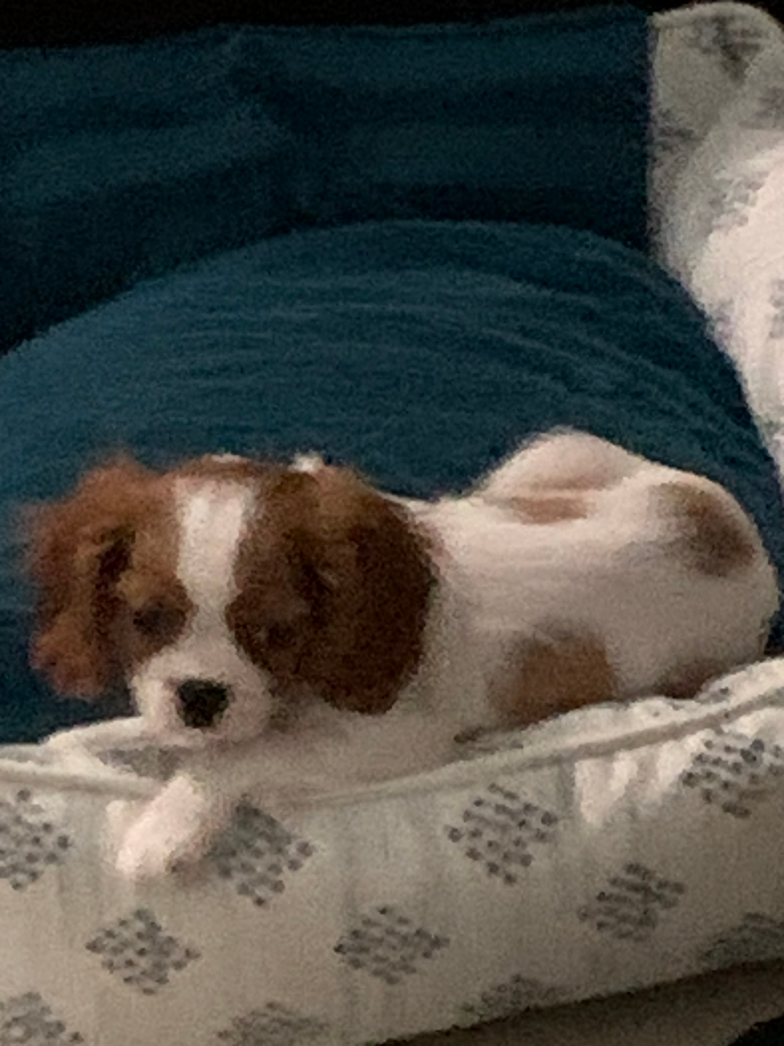 Cavalier King Charles Spaniel Pup Being Cute