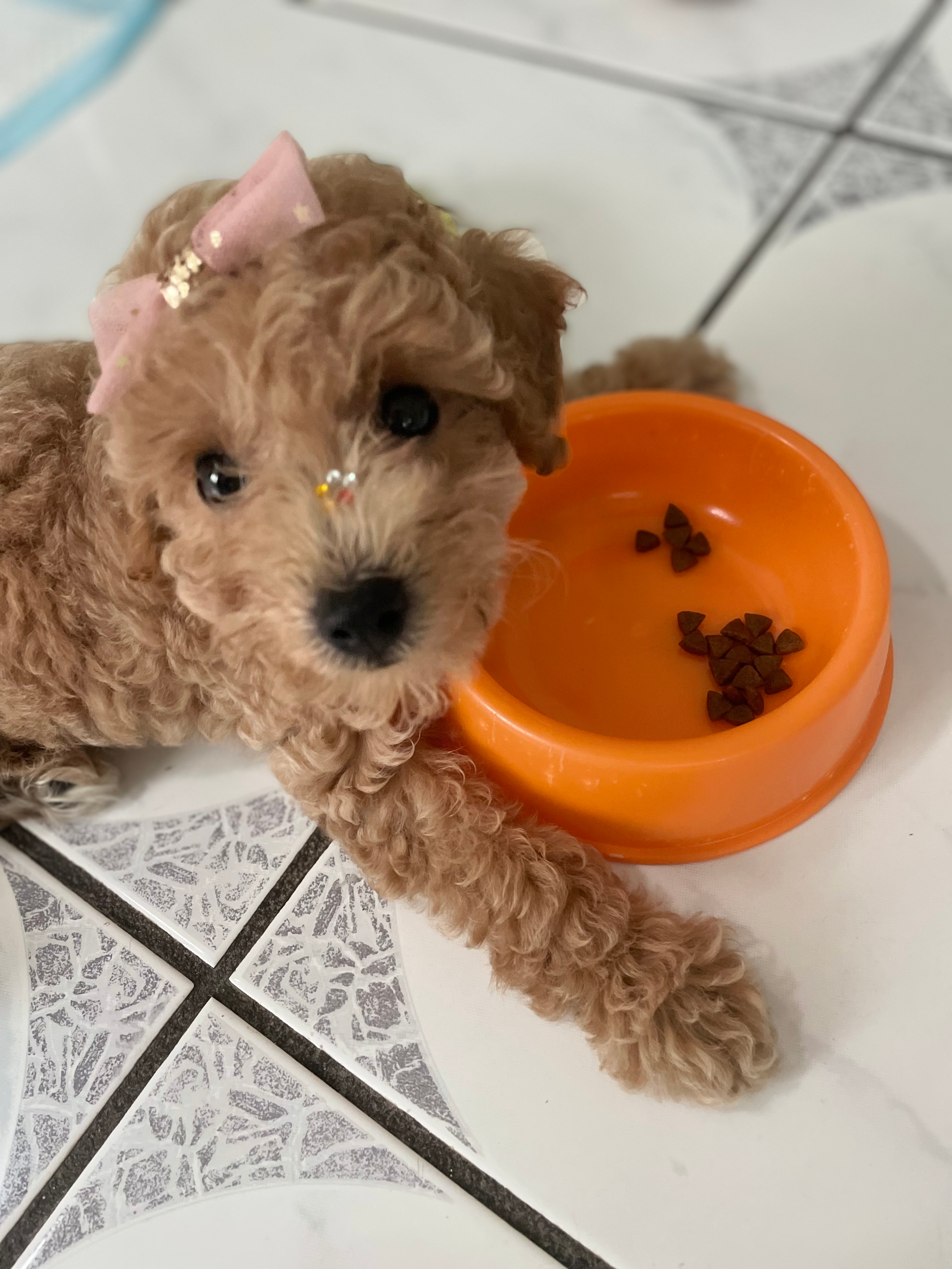 Poodle Pup Being Cute