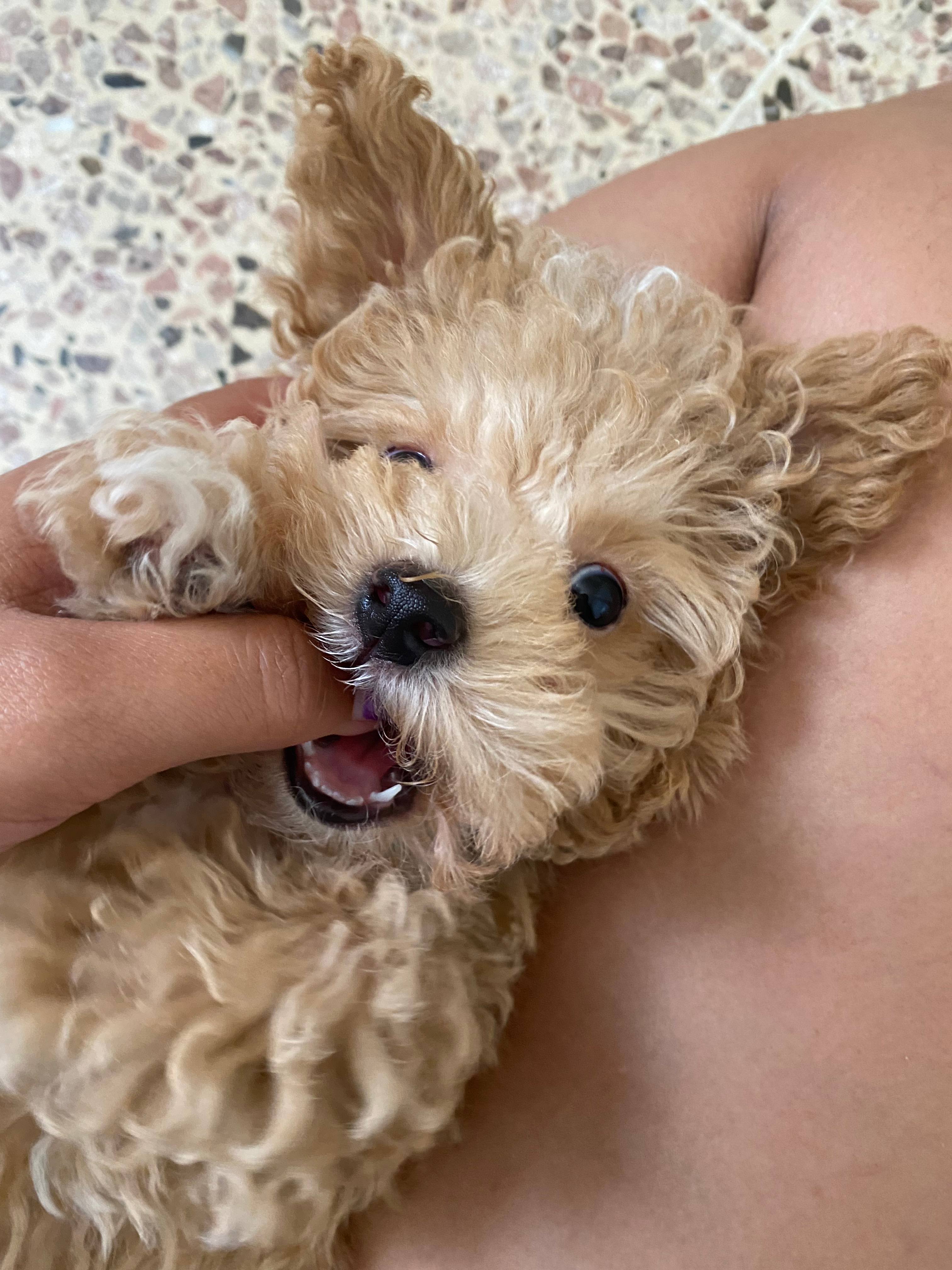 Maltipoo Pup Being Cute